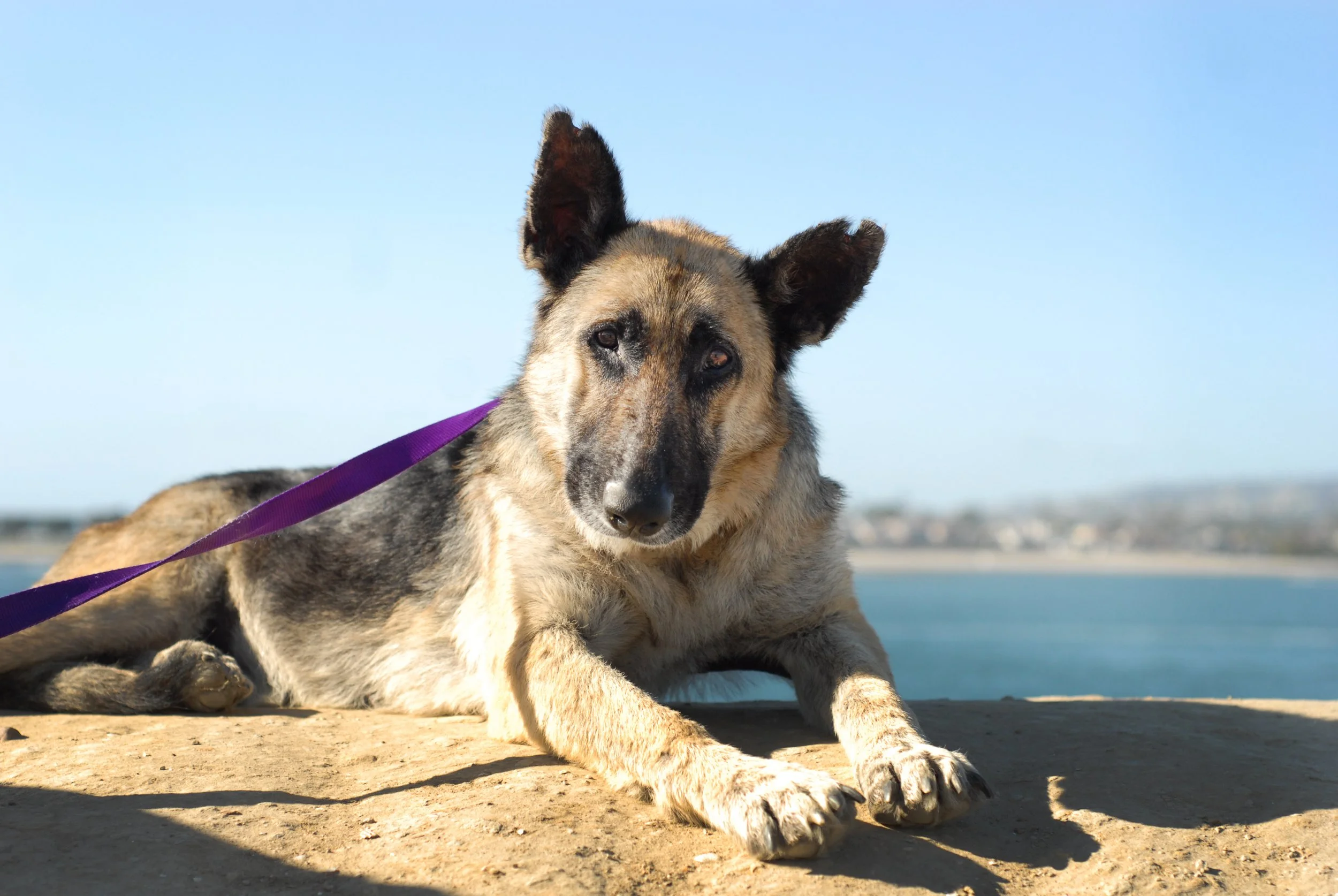 A dog with a tan and black coat lying on sunlightlit ground near water, with a purple leash, looking at the camera against a clear blue sky.