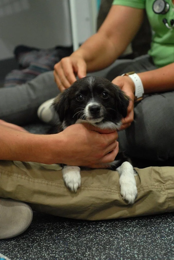 A small black and white puppy being held by a person in a green shirt, with another person sitting nearby on the floor.