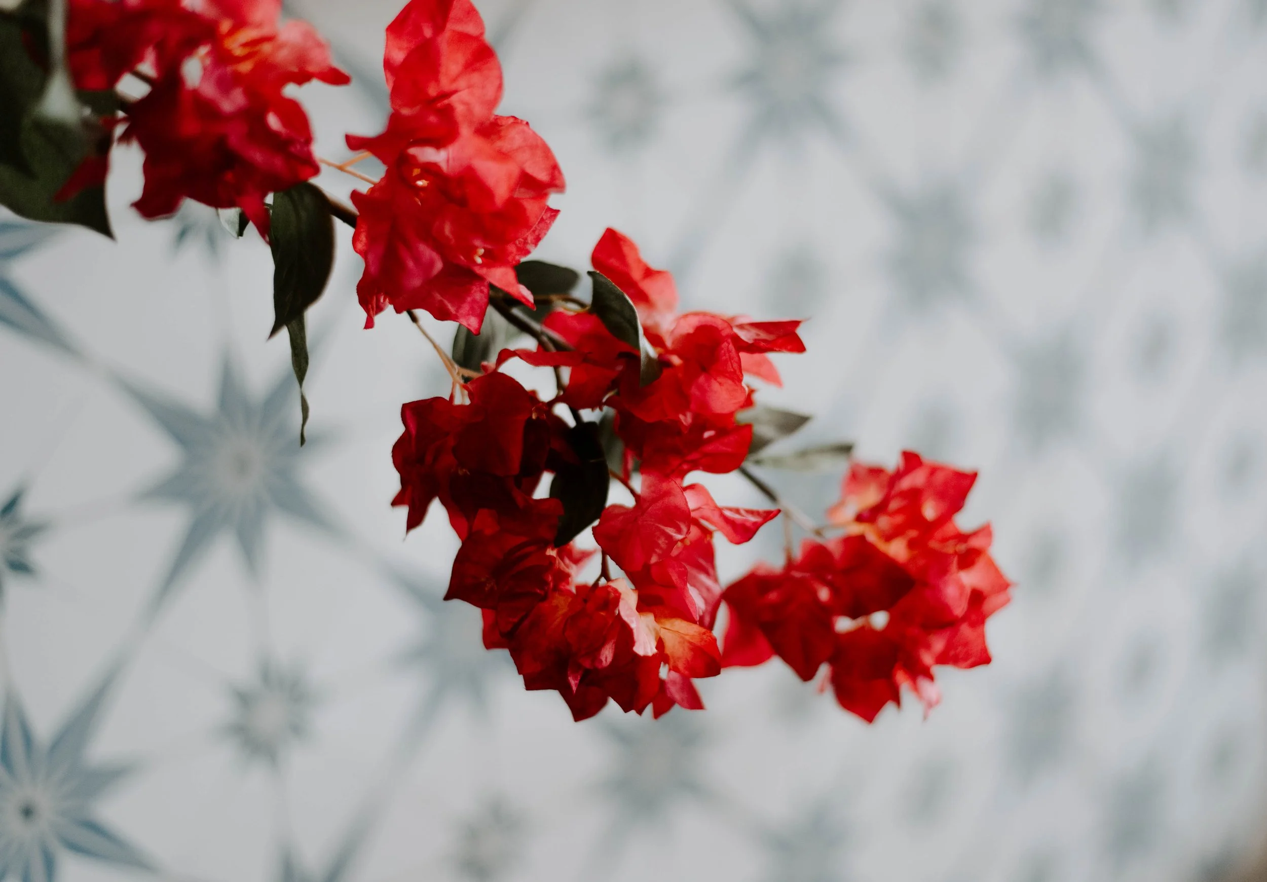 Siamo Napoli Restaurant