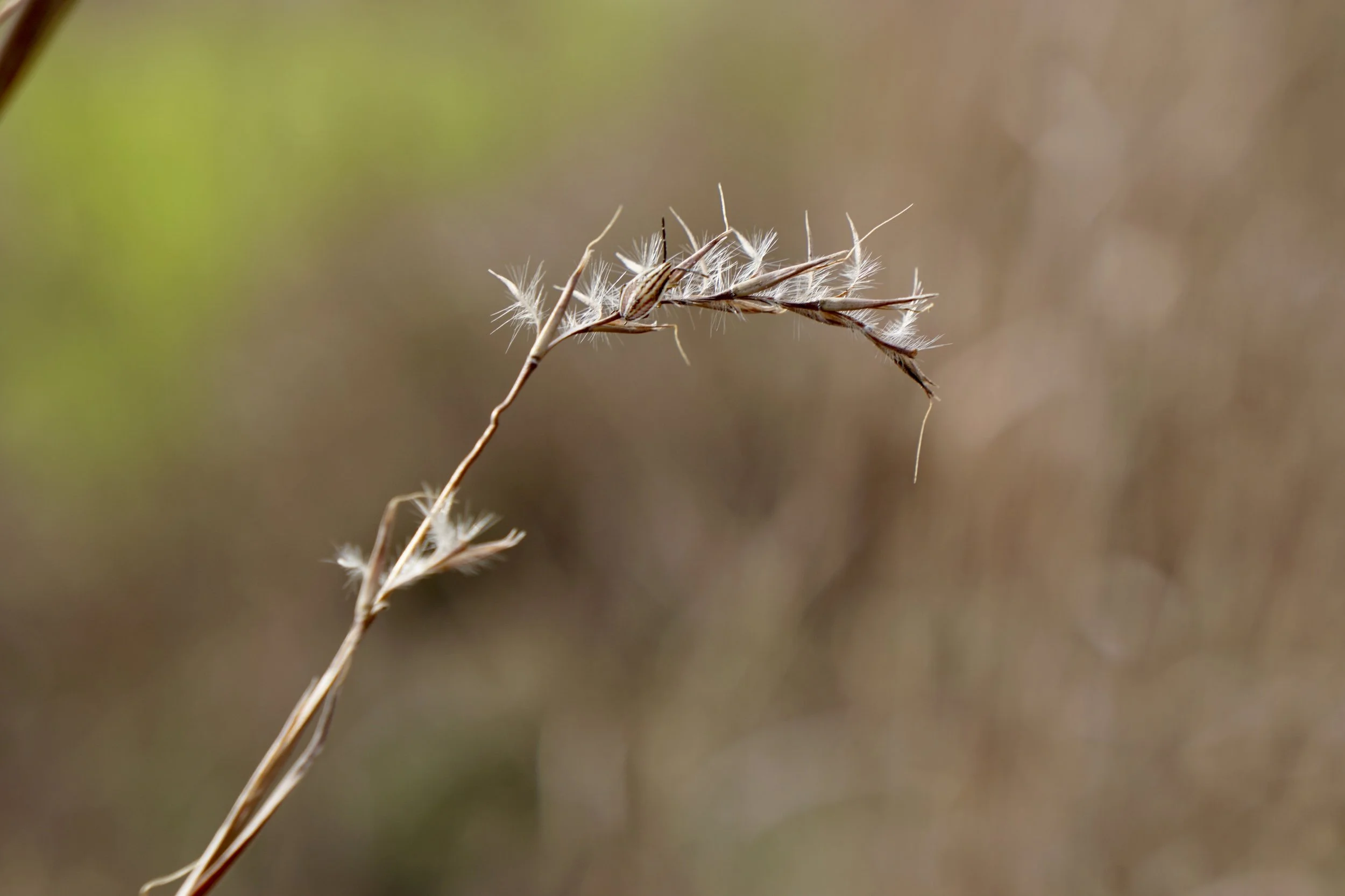 Close-up of a dried grass stem with feathery seed clusters against a blurred natural background.