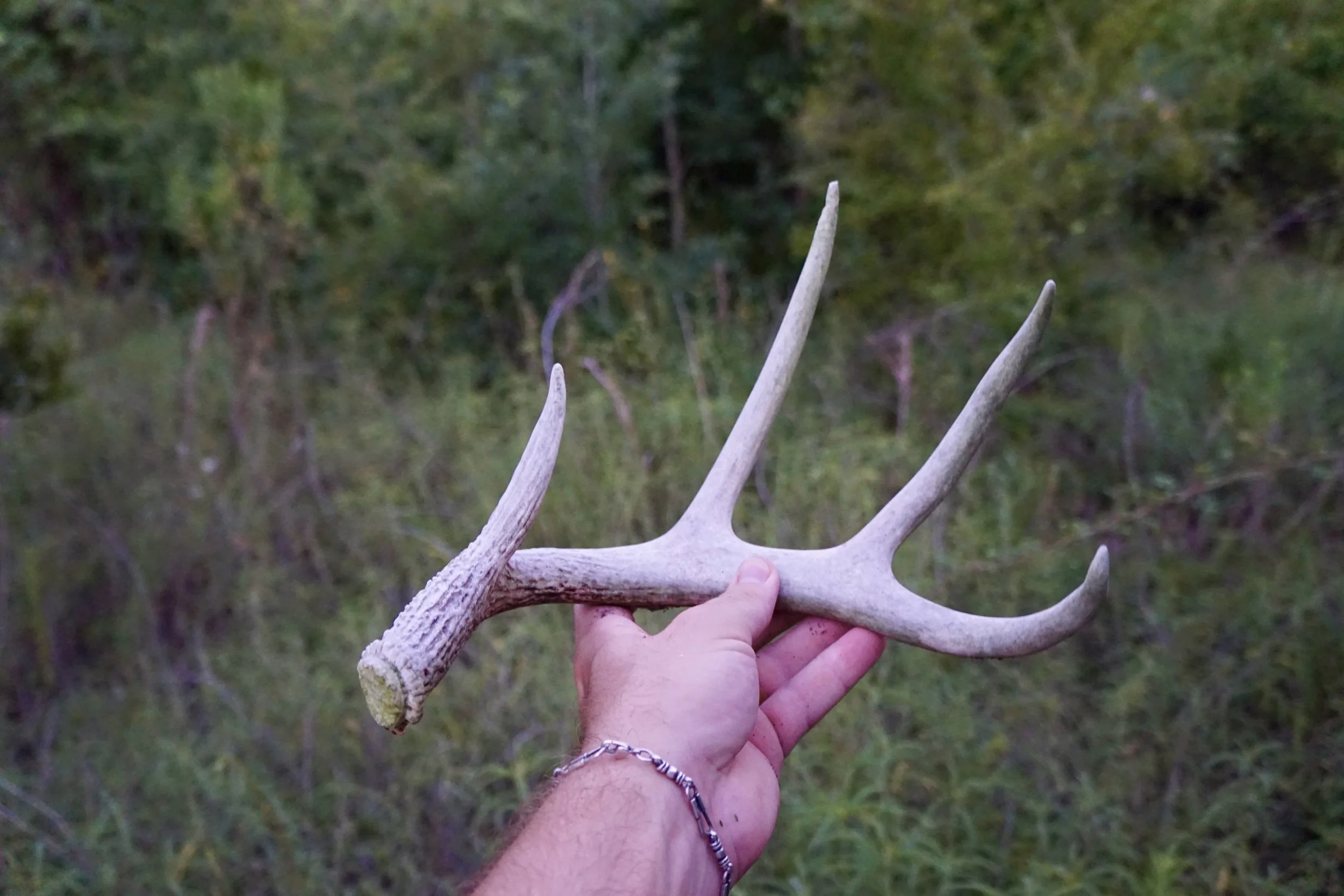 A person's hand holding a deer antler with multiple tines, against a background of green trees and grass.
