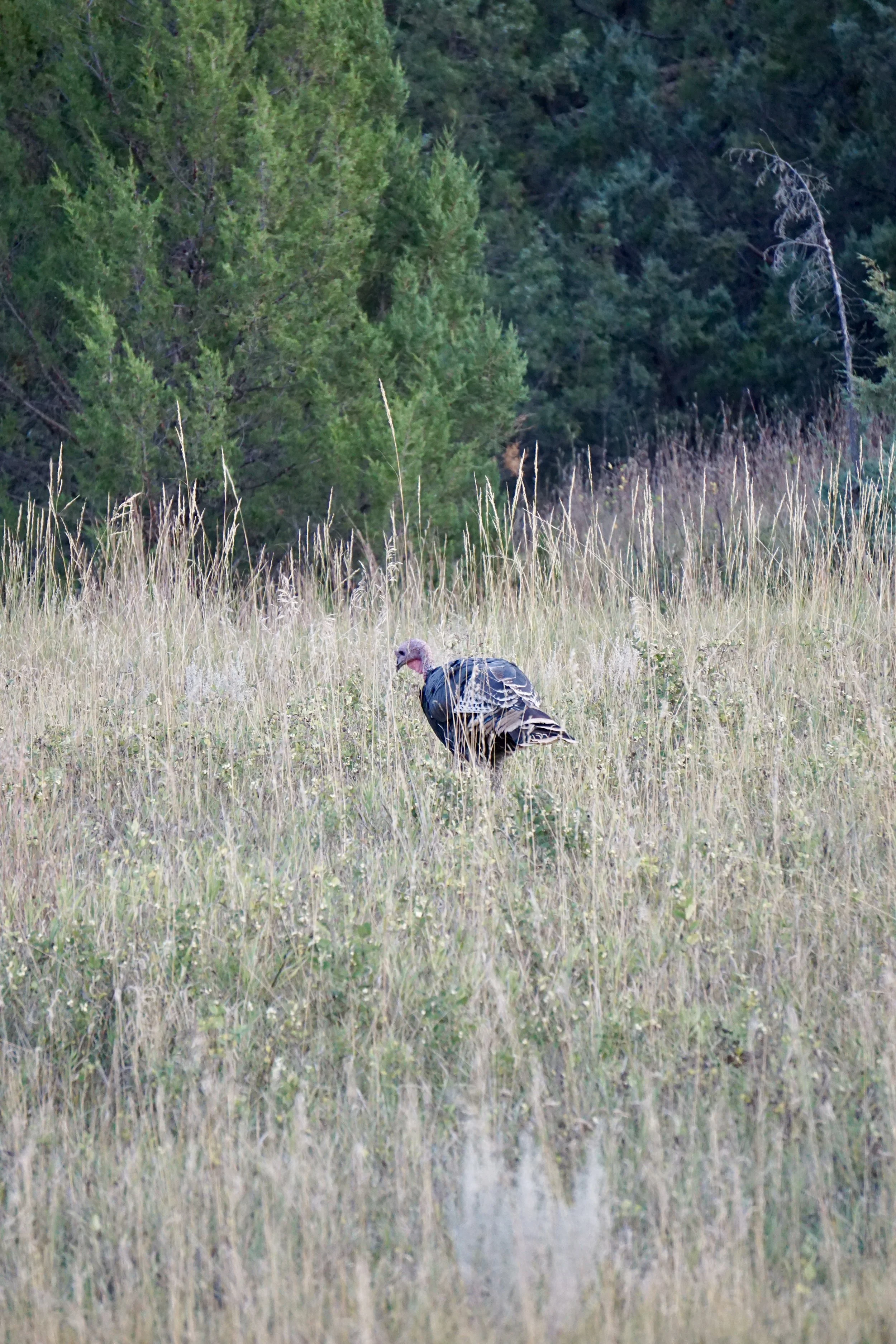 A wild turkey in a grassy field with trees in the background.