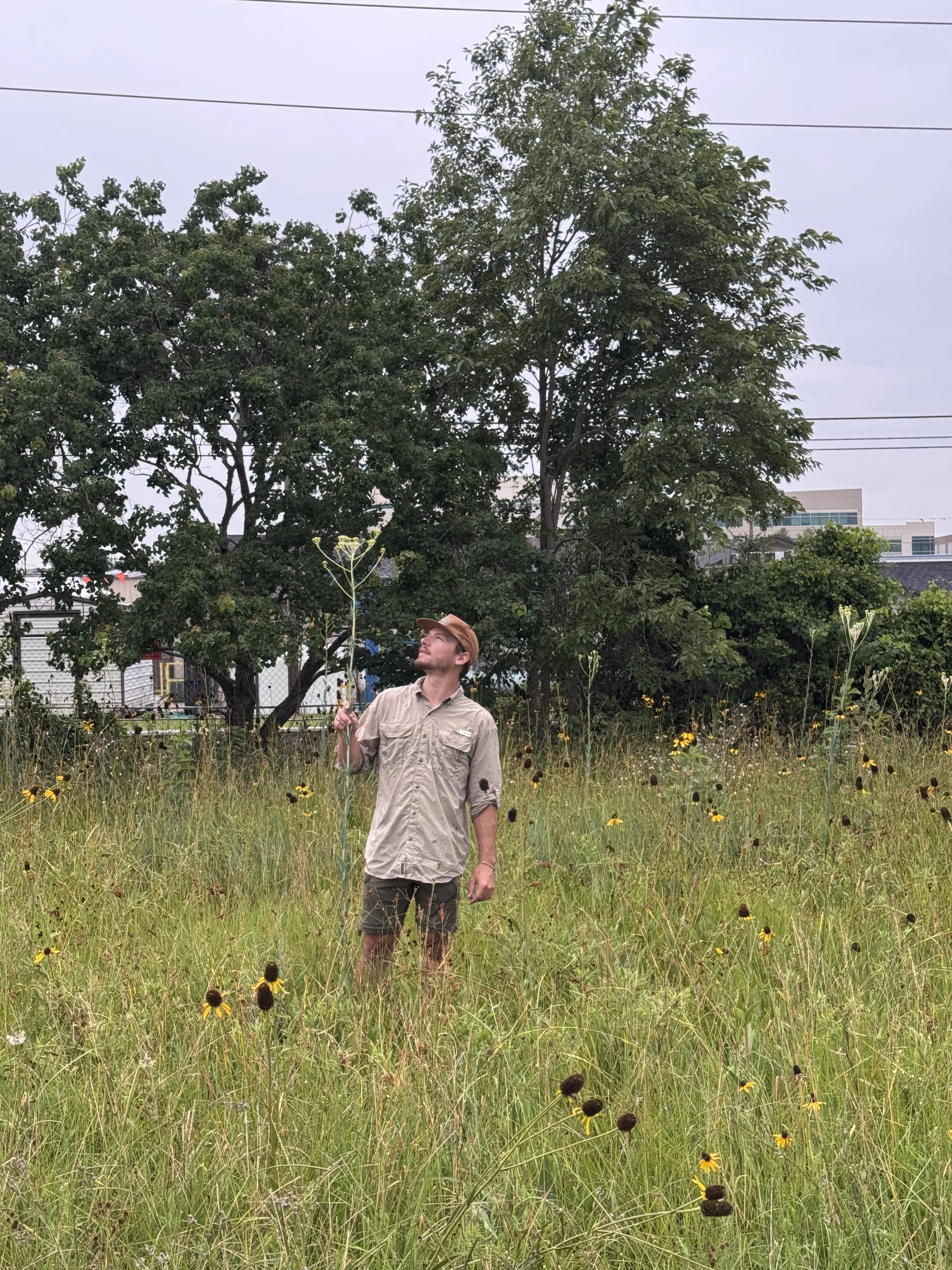 A man stands in a grassy field with yellow flowers, holding a tall plant, looking upward. There are trees and buildings in the background under a cloudy sky.