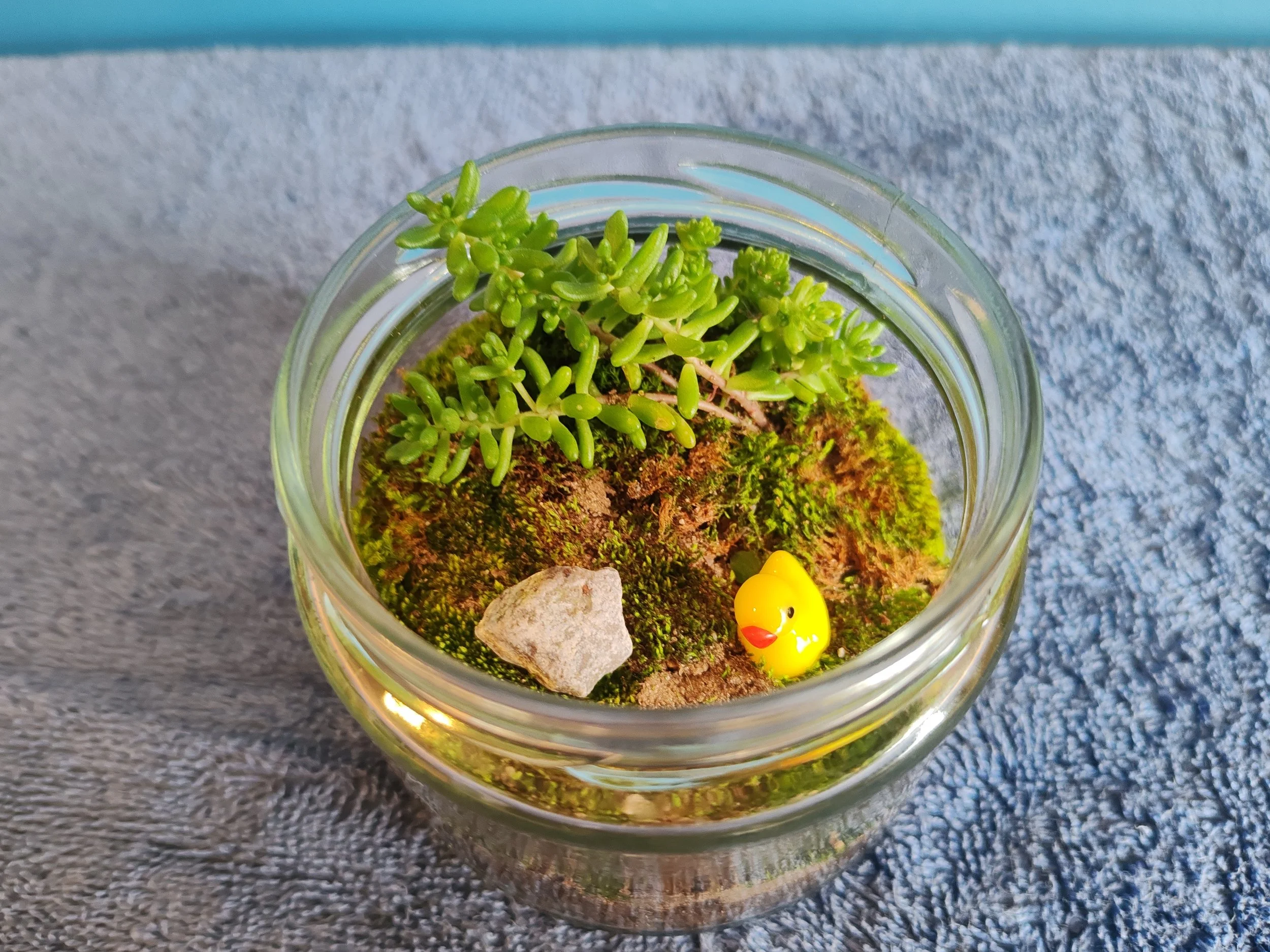 Terrariums - Tiny World Creation