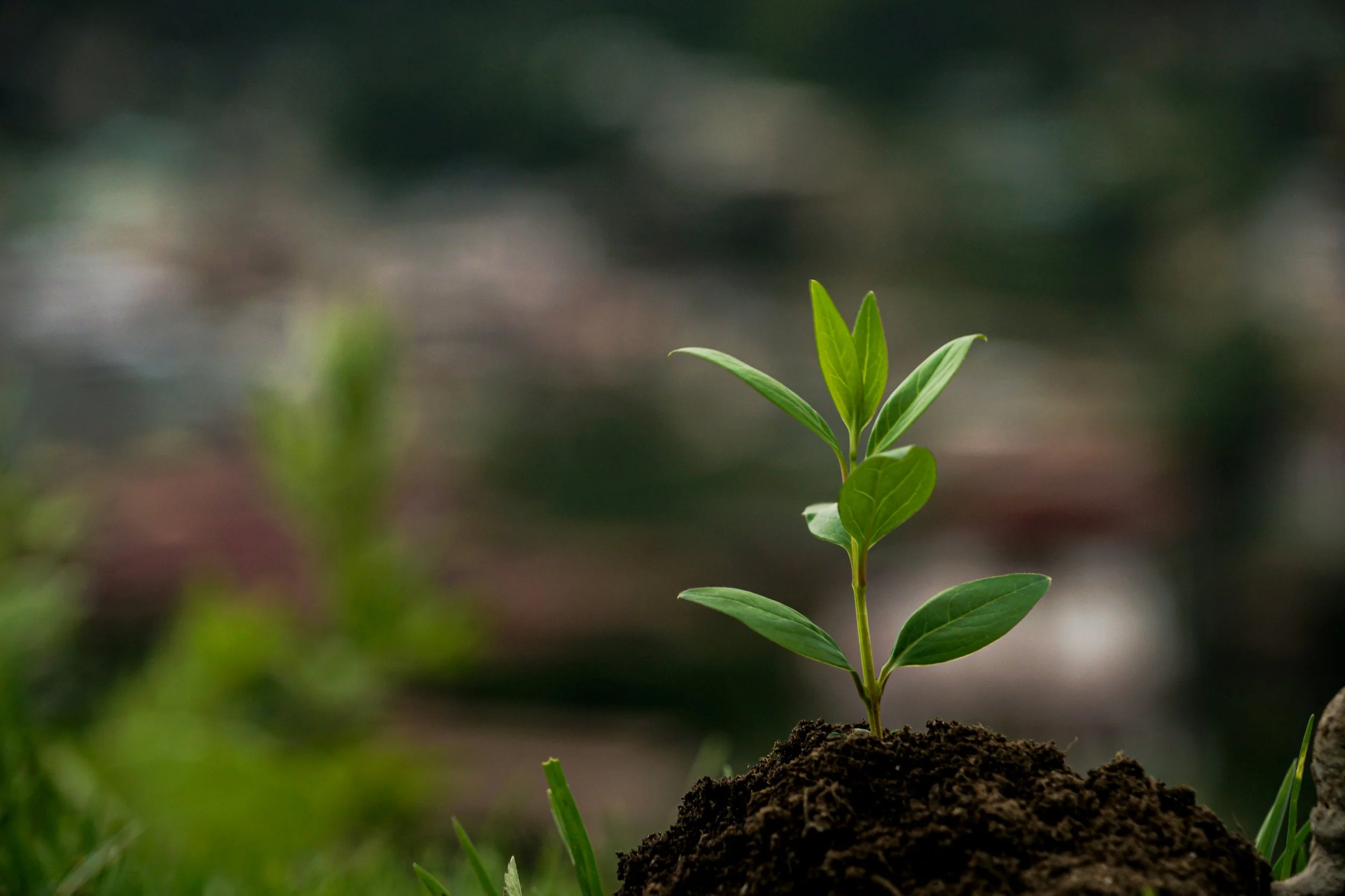 A young green plant with multiple leaves growing out of dark soil, with blurred background.