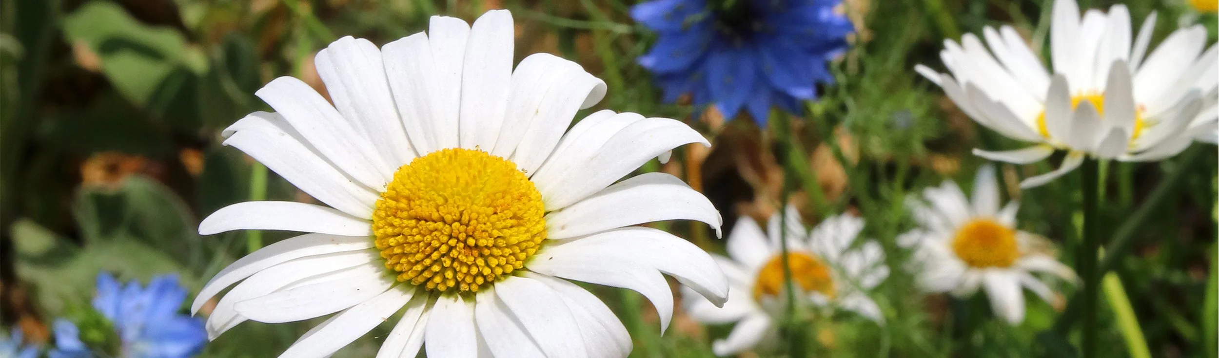daisy 2.jpg