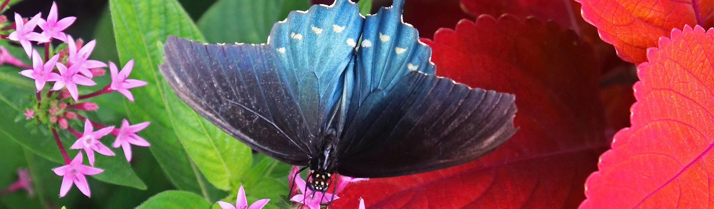 butterfly 4.jpg