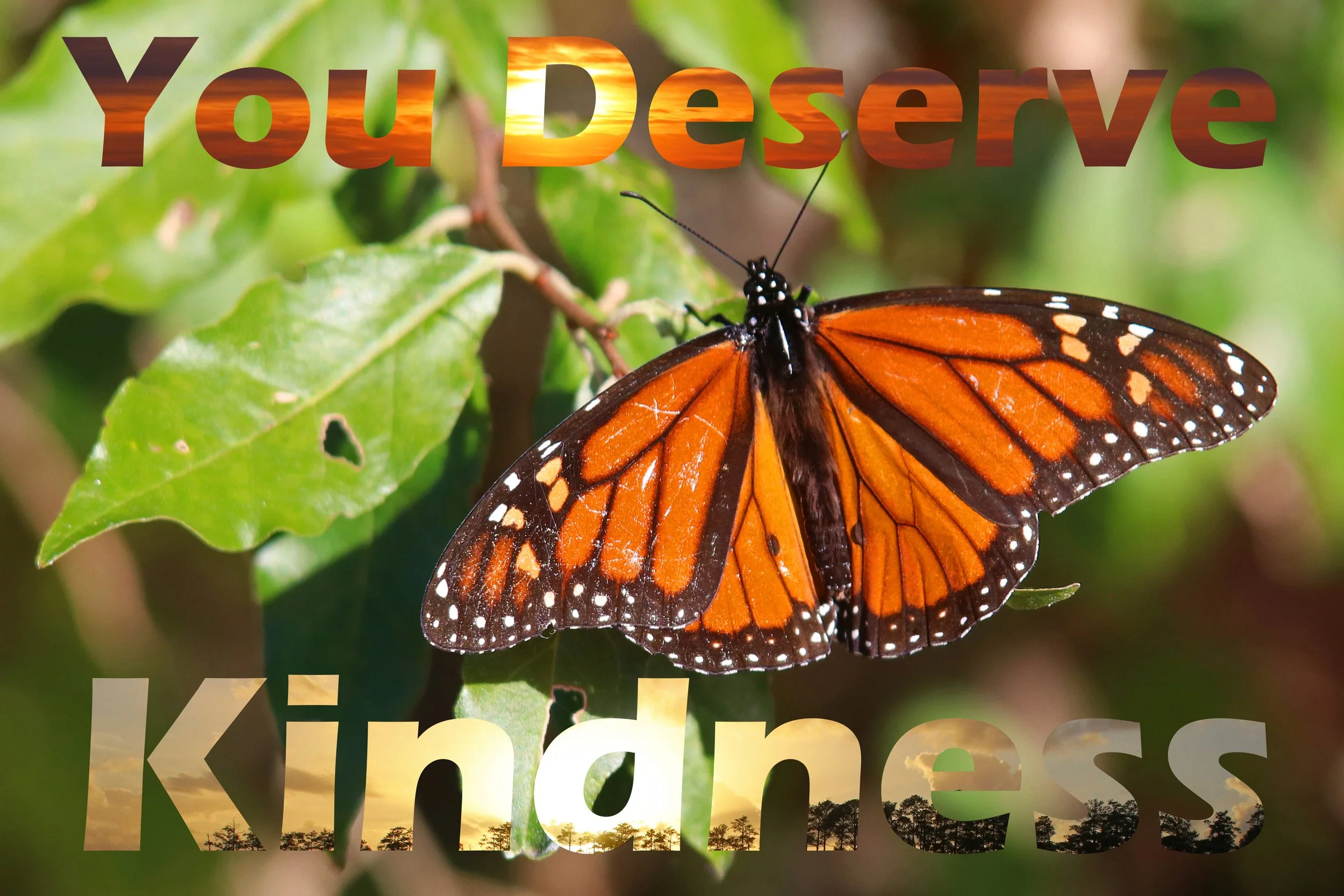you deserve kindness butterfly .5.jpg