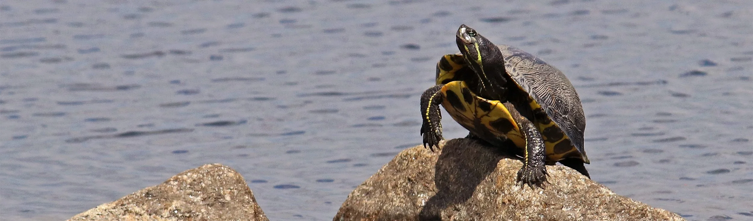 turtle 5.jpg