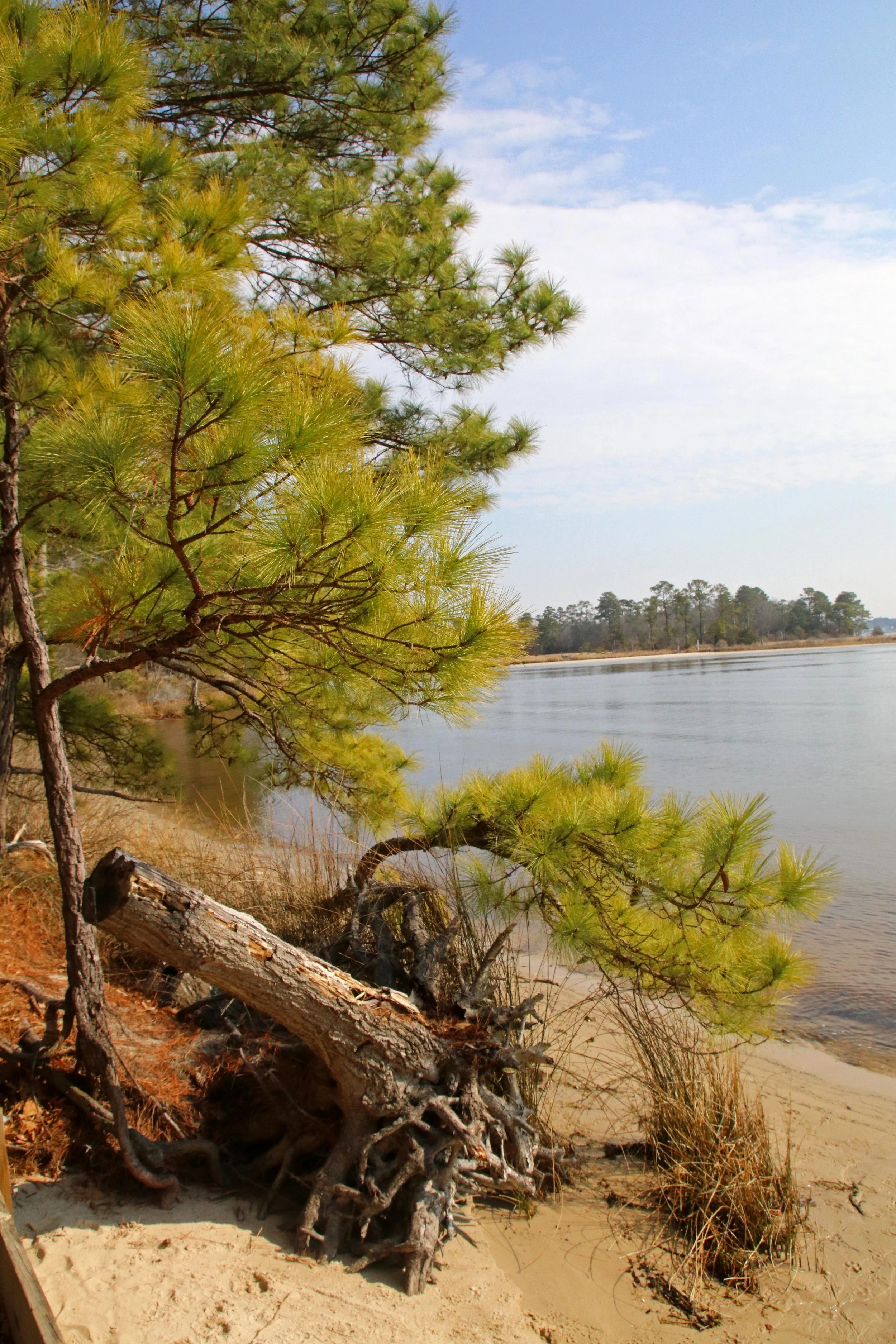 Loblolly Pine on beach over looking Broad Bay in Virginia Beach, Virginia