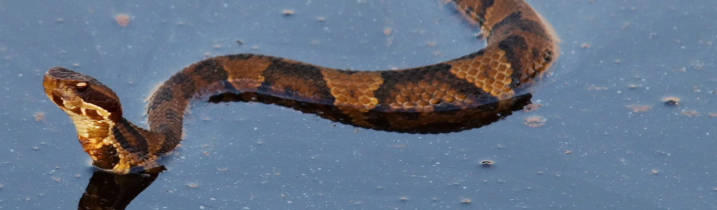 cottonmouth 2.jpg