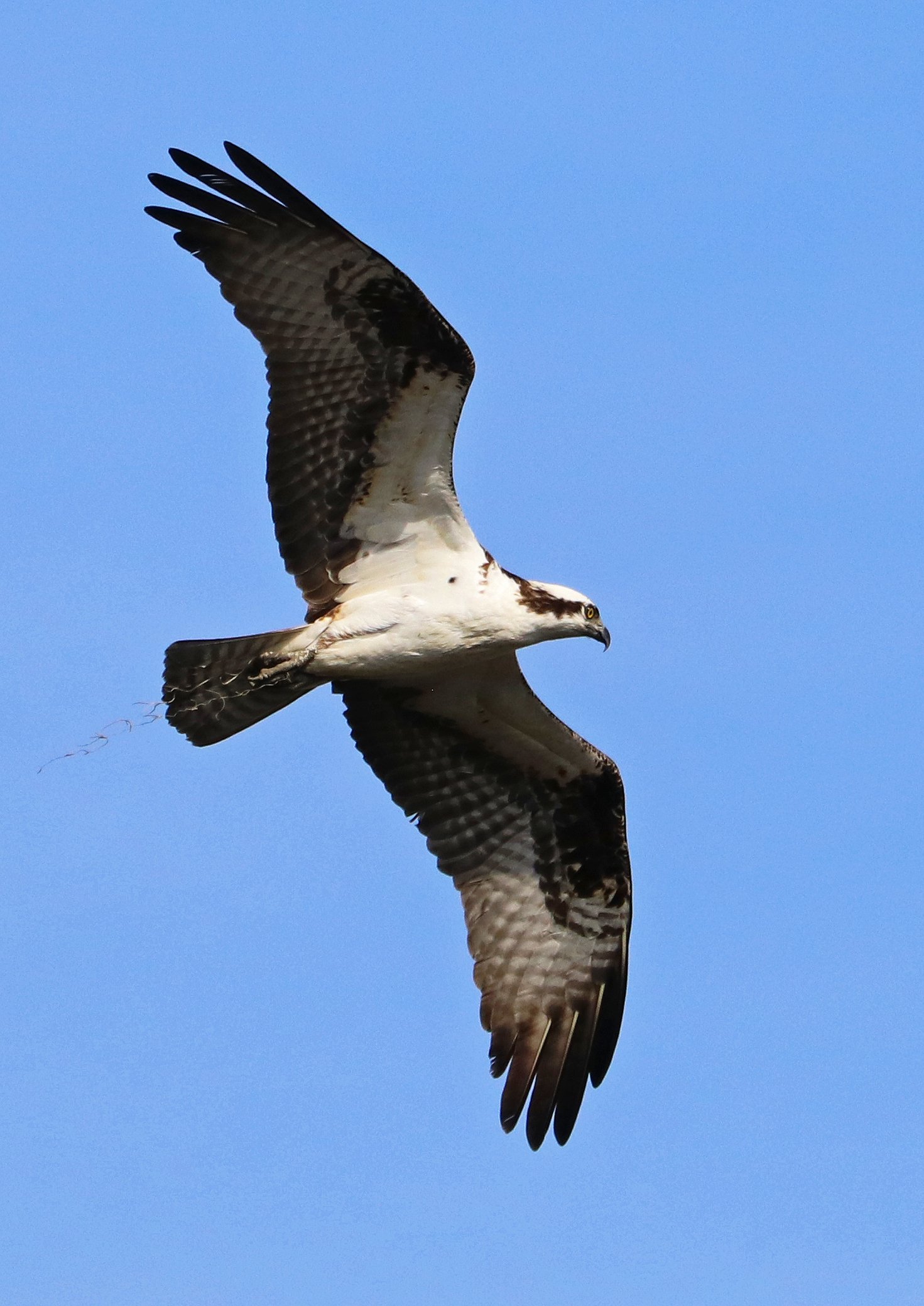 Osprey flying with a bit of Spanish moss