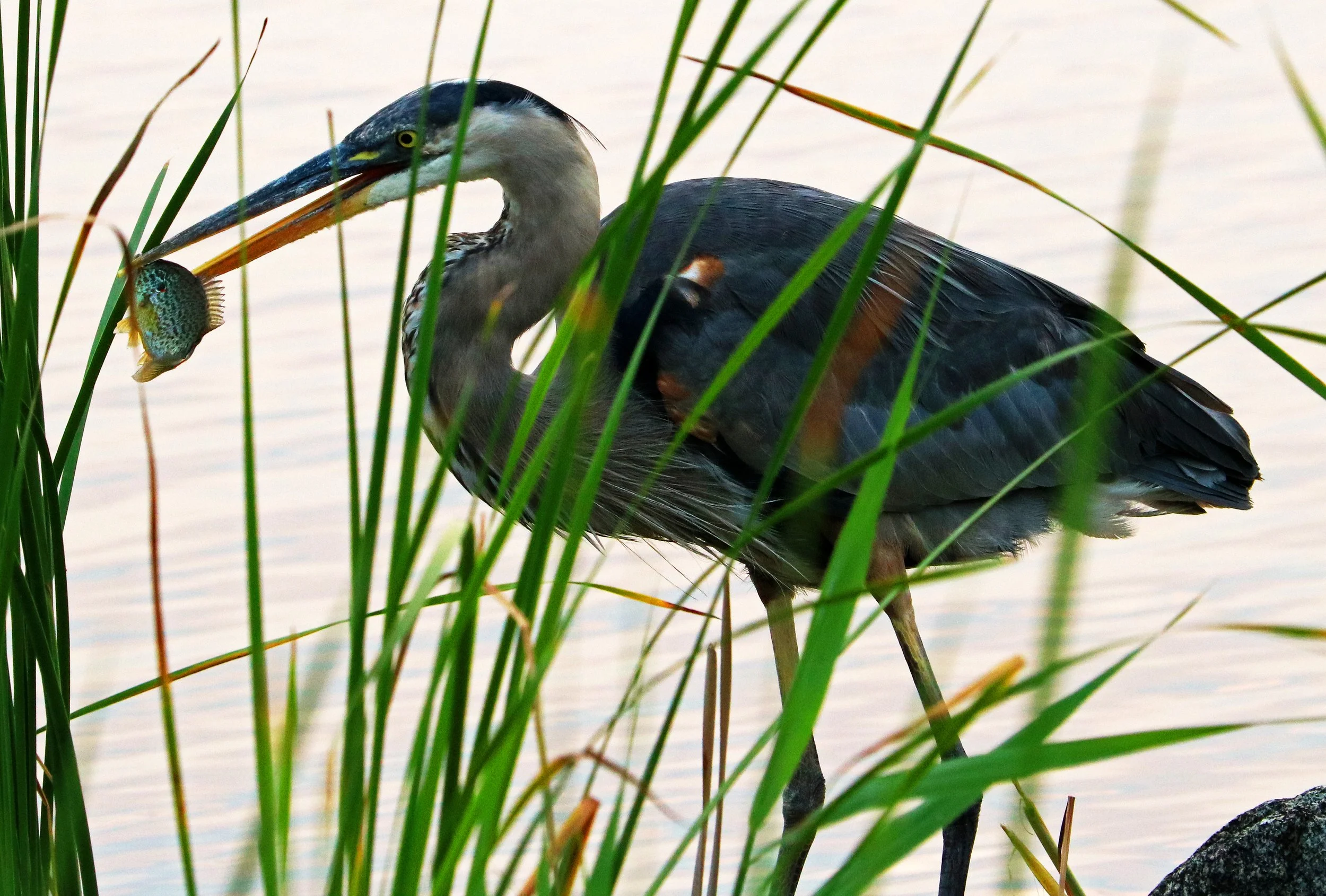 Great Blue Herons admired from a far by Lesser Blue Hermit