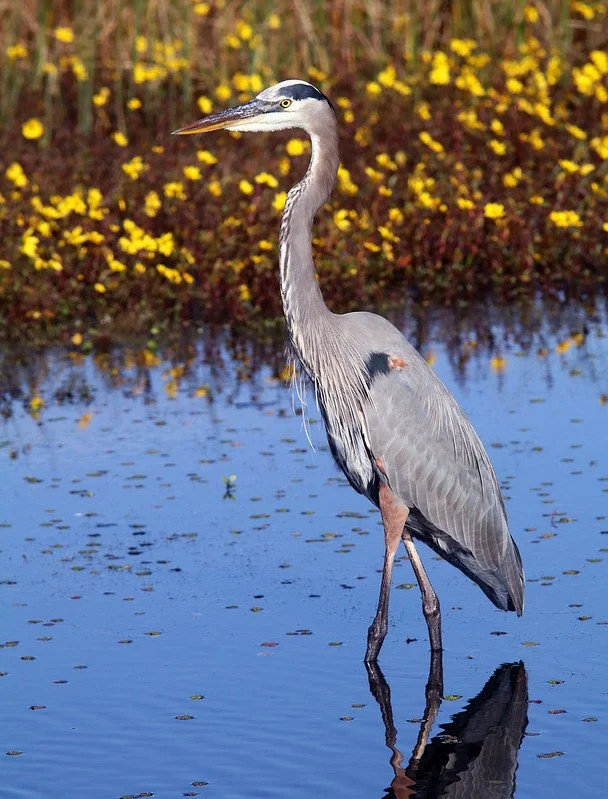 Great Blue Heron in standing in blue water