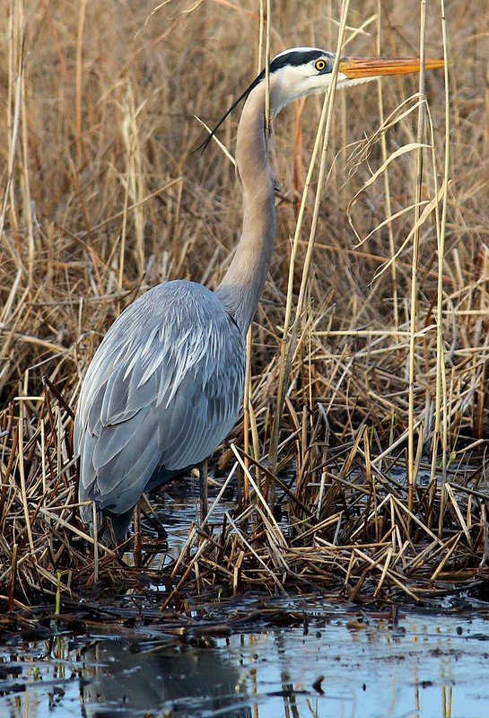 Great Blue Heron in the reeds