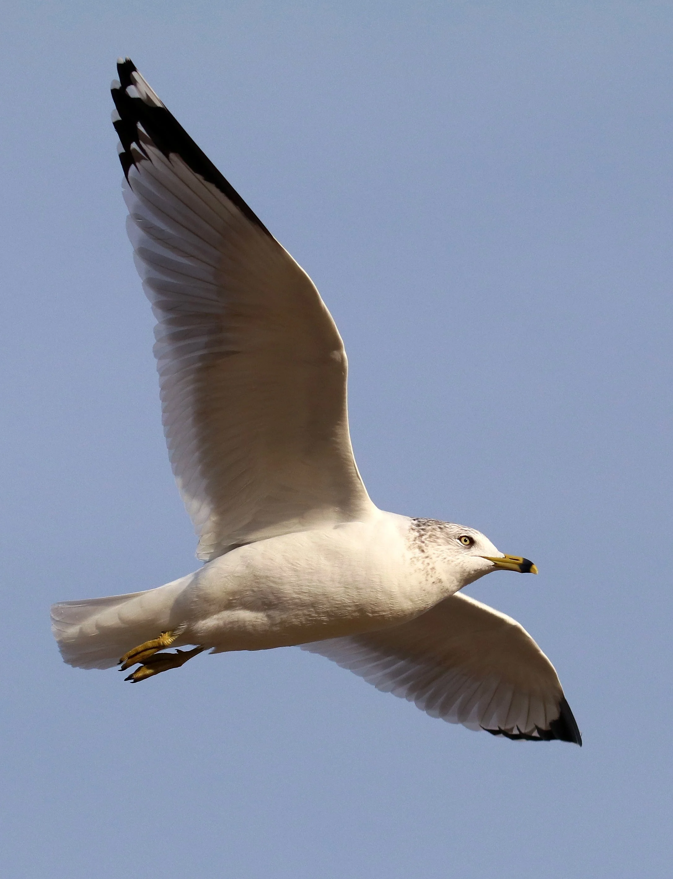 Brothers, Bikes, Birds &amp; Biplanes