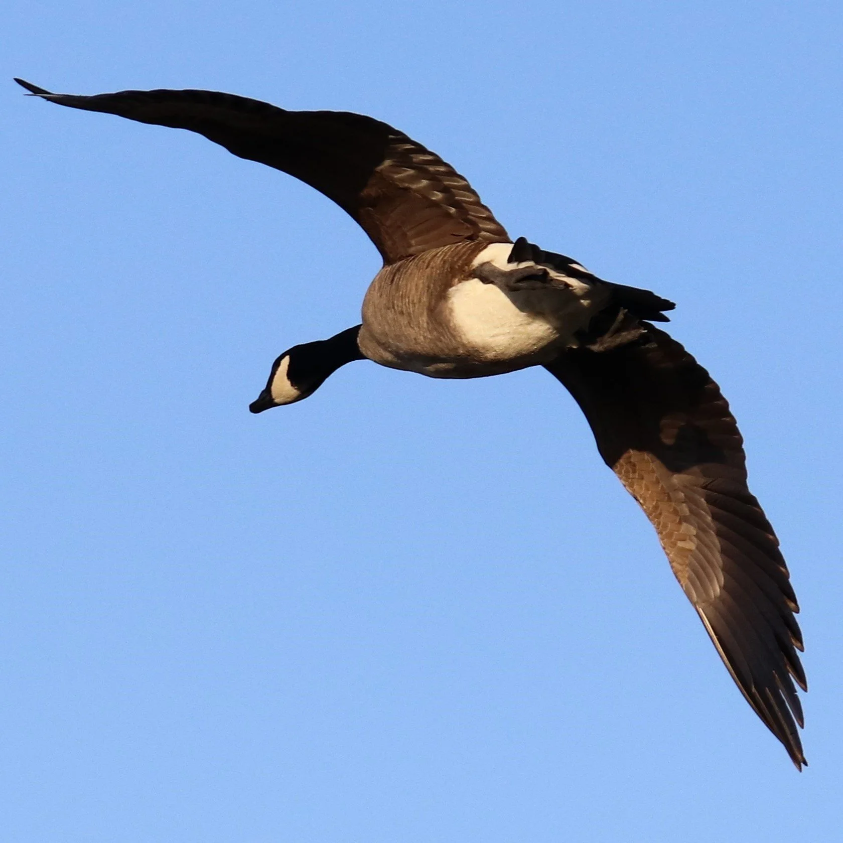 canada goose in flight.jpg