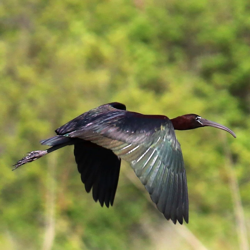 glossy ibis in flight.jpg