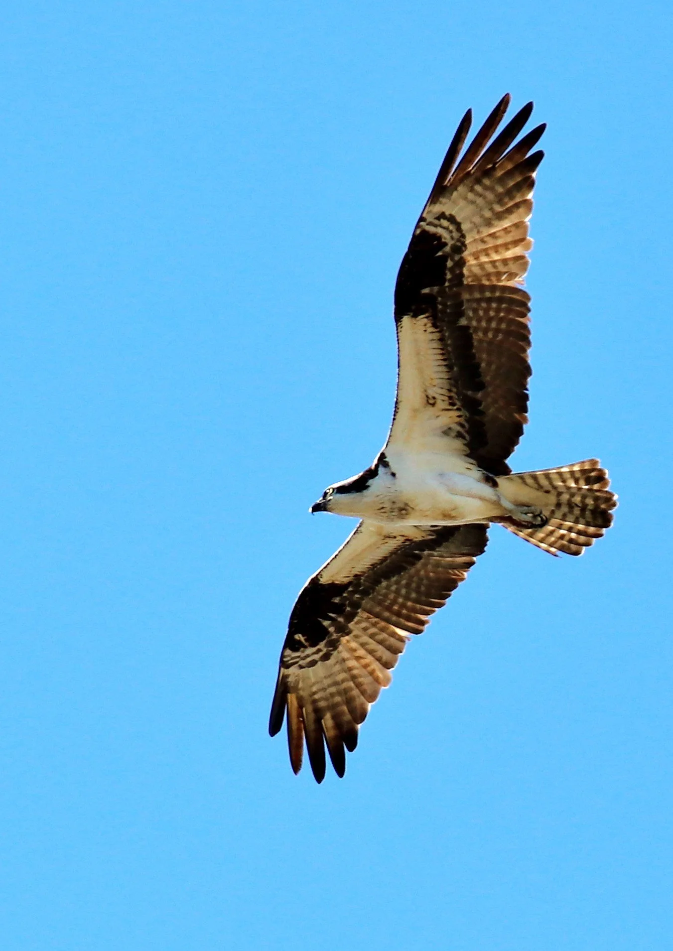 osprey in flight.jpg