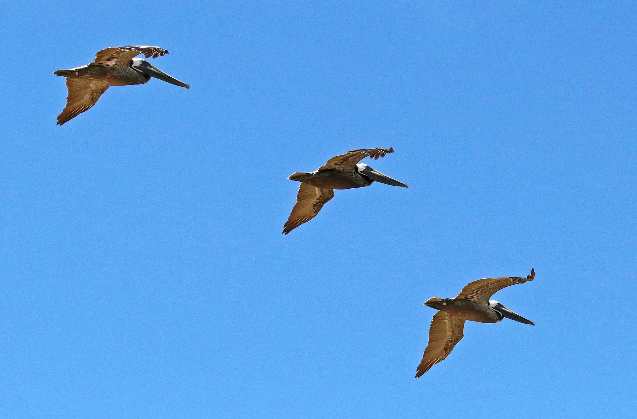 pelicans three flight.jpg