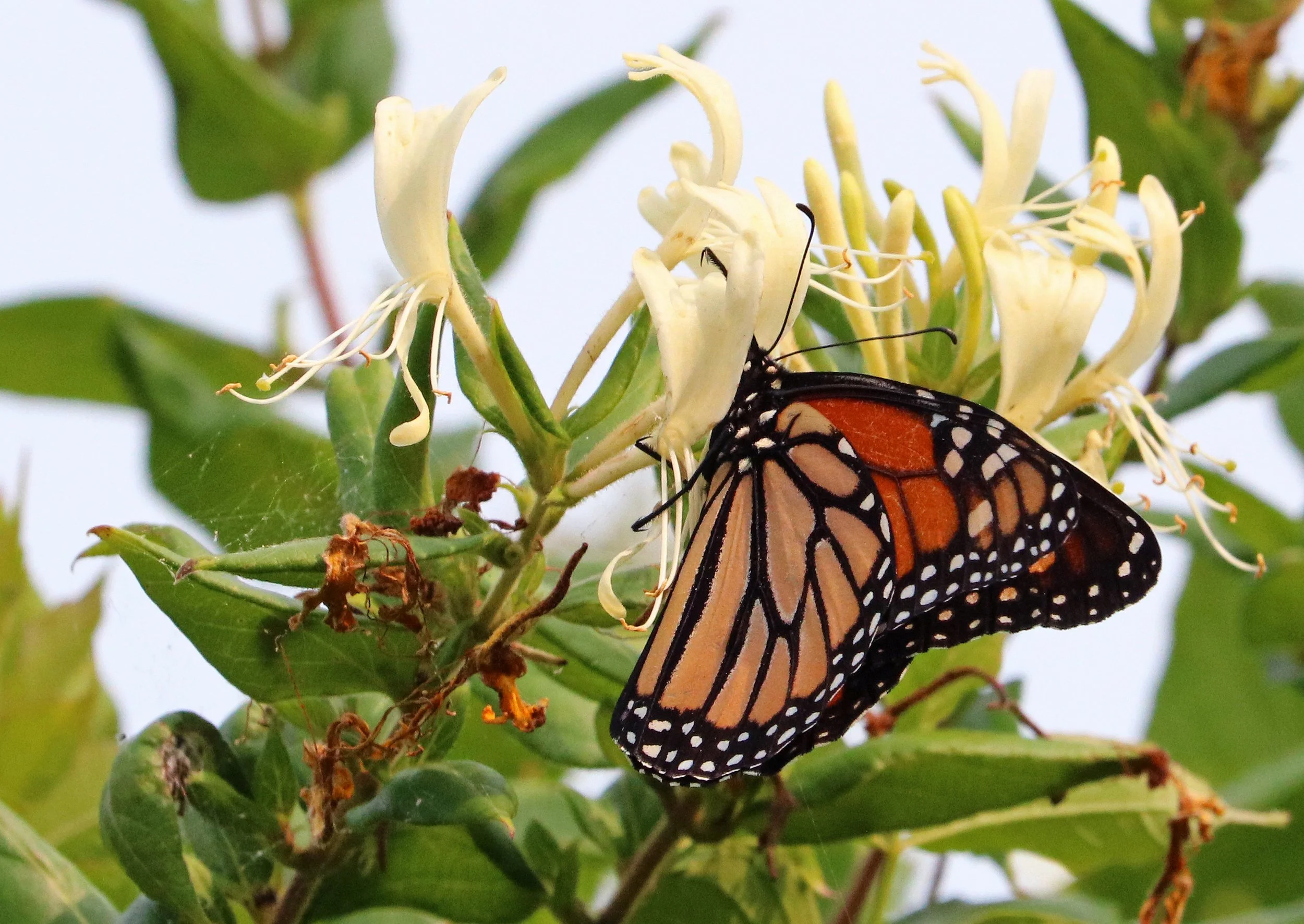 Monarch Butterfly on Honeysuckle flower