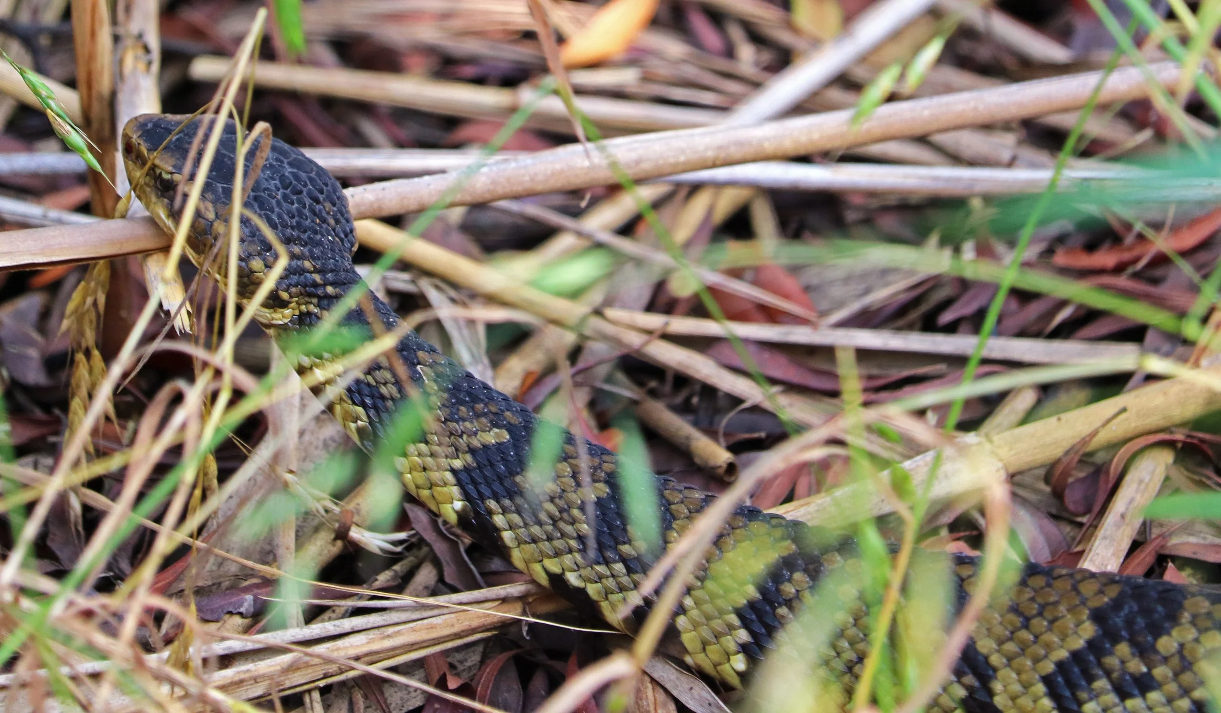 Cottonmouth Snake