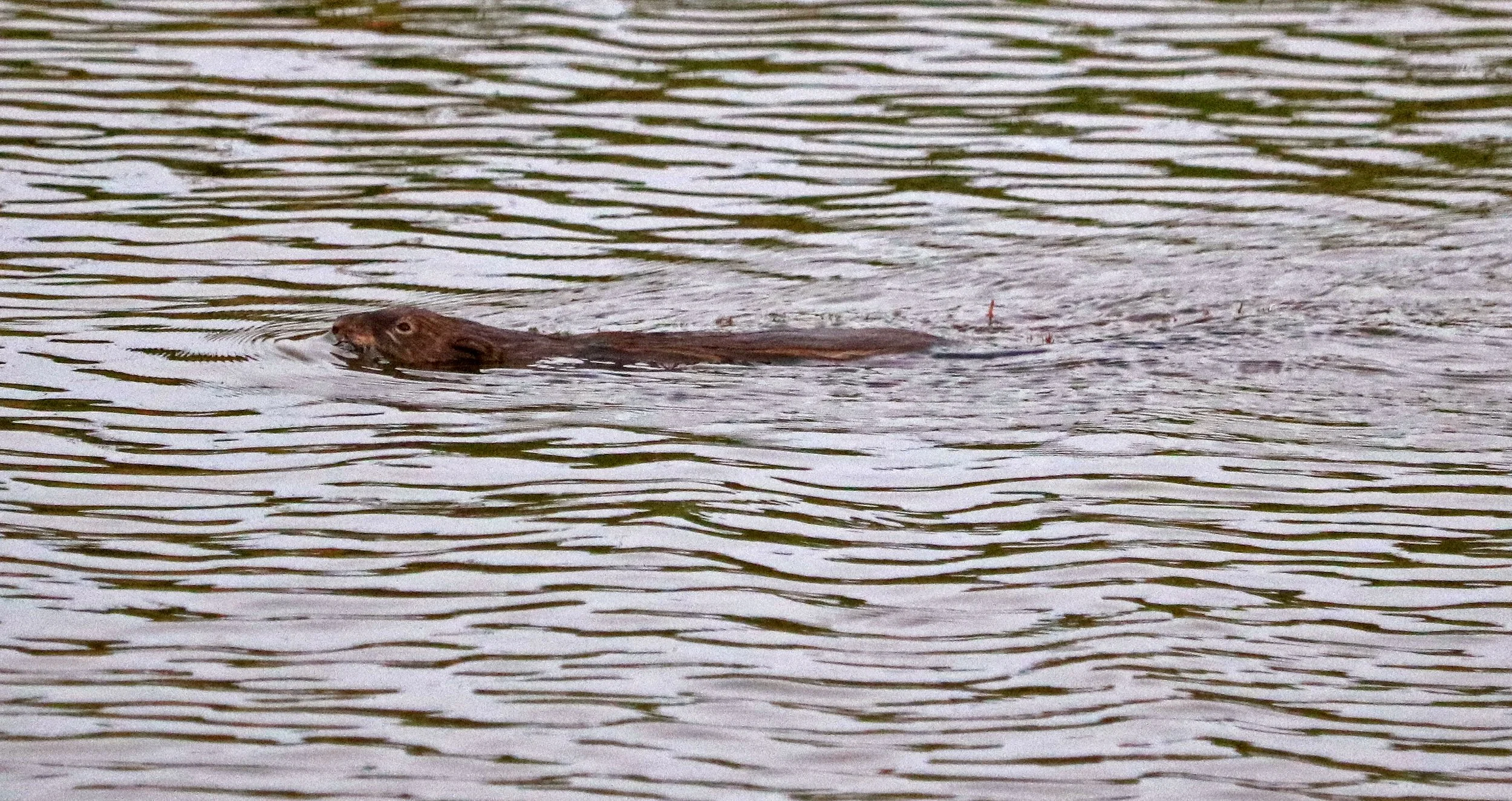 Otter swimming