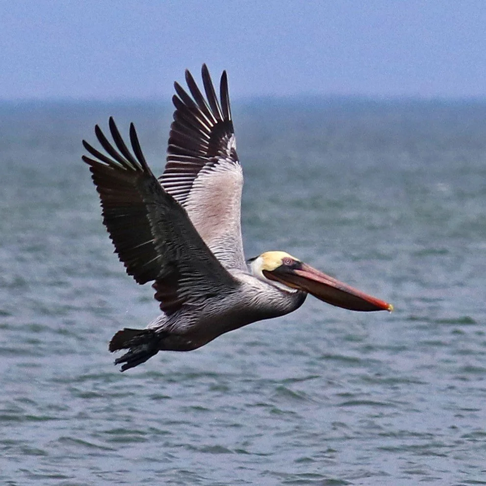 Pelicans - Acknowledge the Awkward
