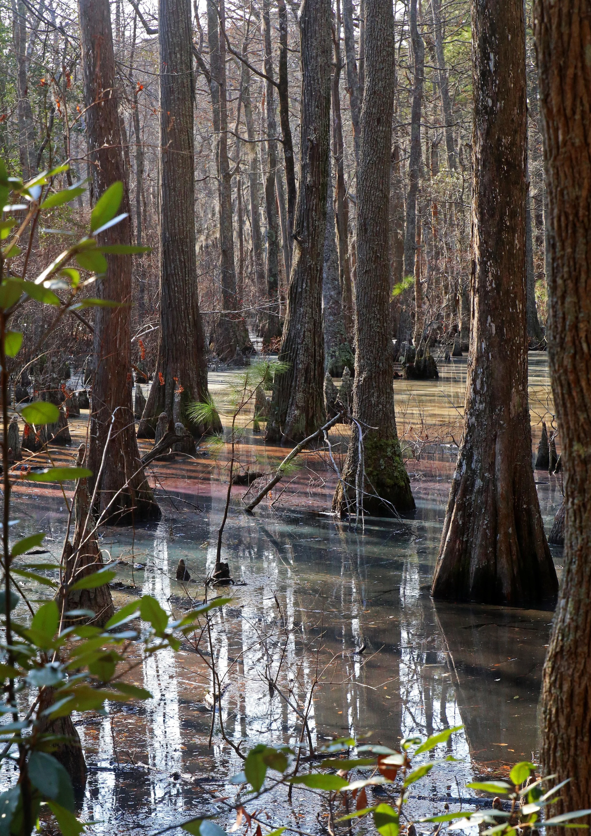 fairy land tiny tree copy.jpg