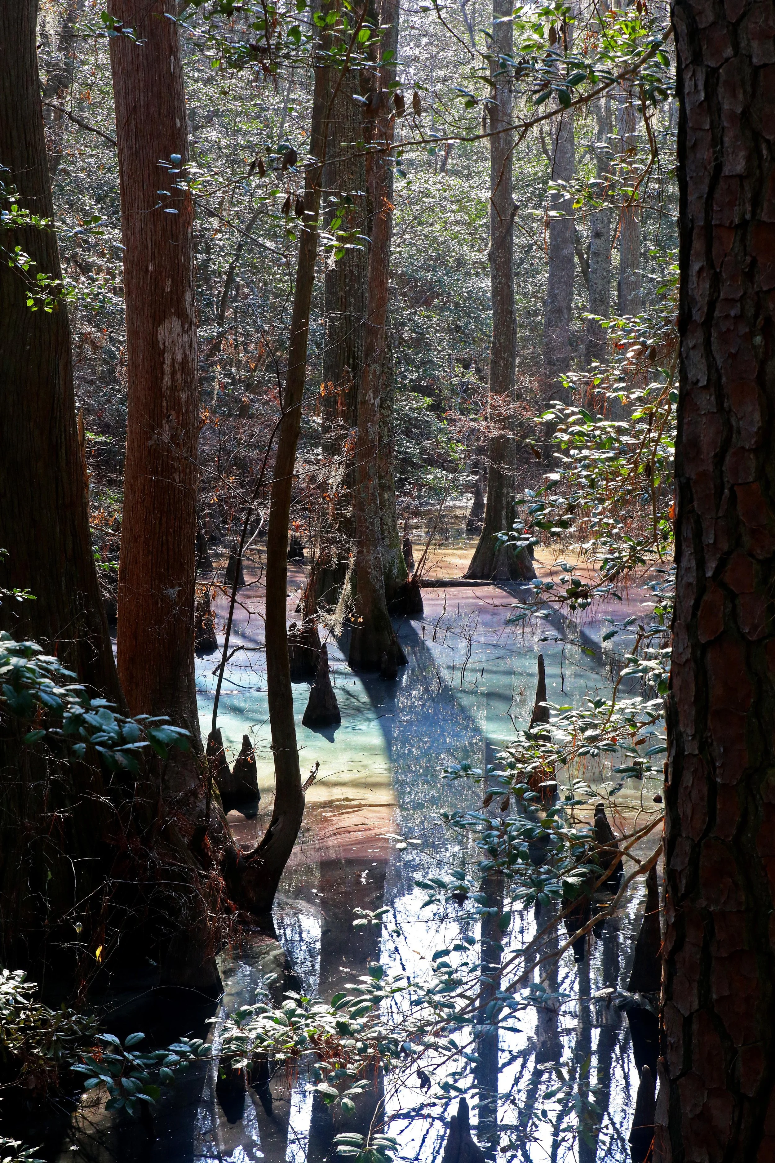 fairy land tall trees copy.jpg