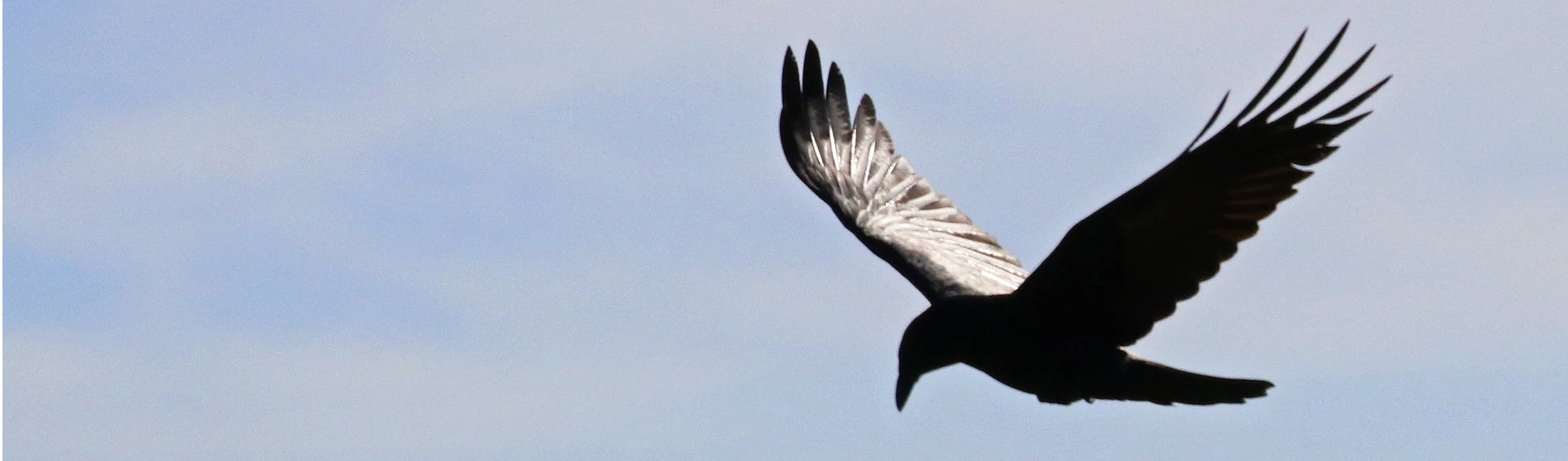 Crow 1.jpg