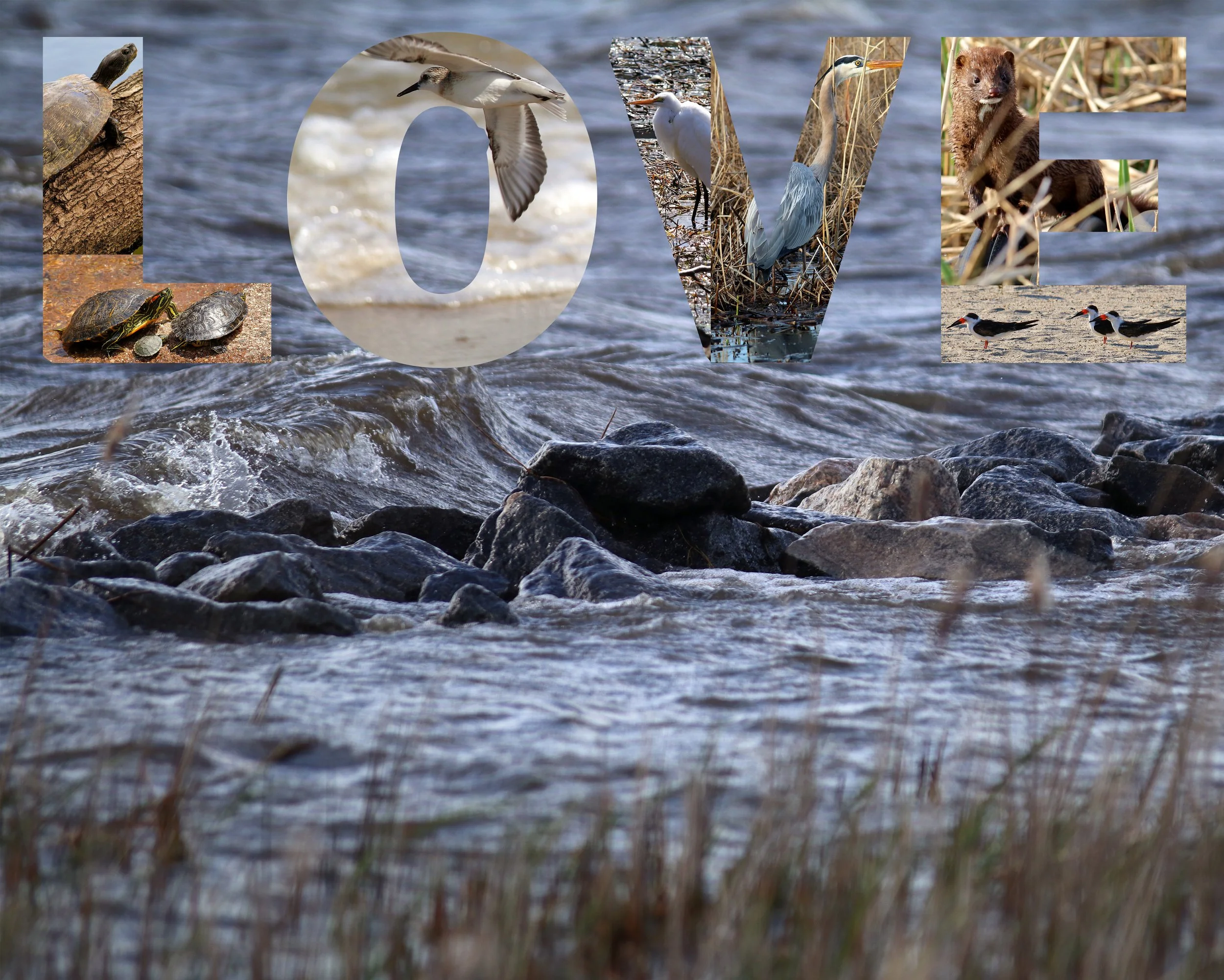 love animals.jpg