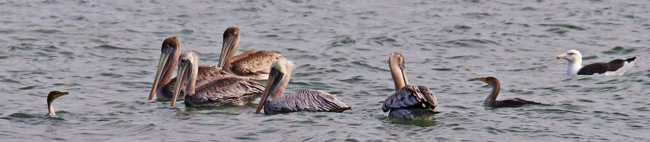 Pelicans center, cormorants on either side, seagull far right