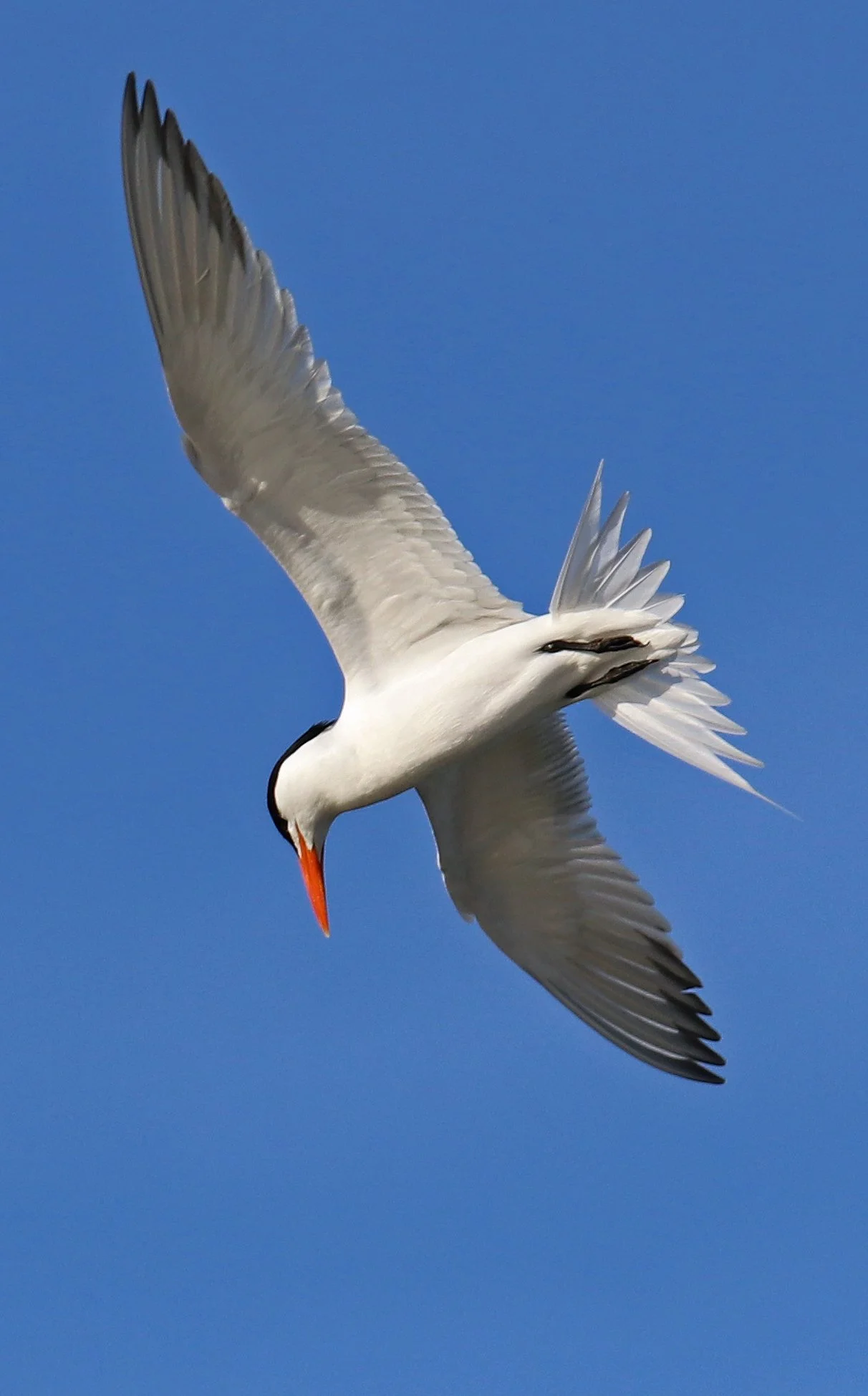 downward tern.jpg