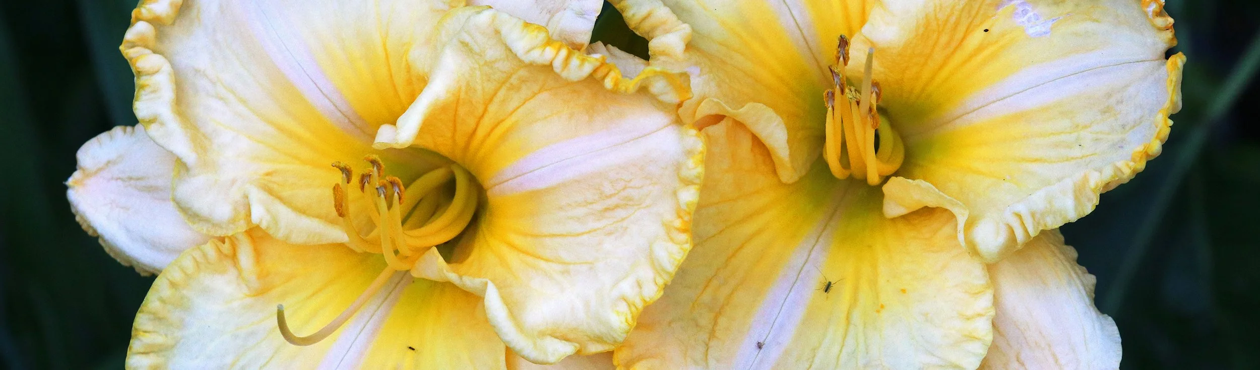 daylily 1.jpg