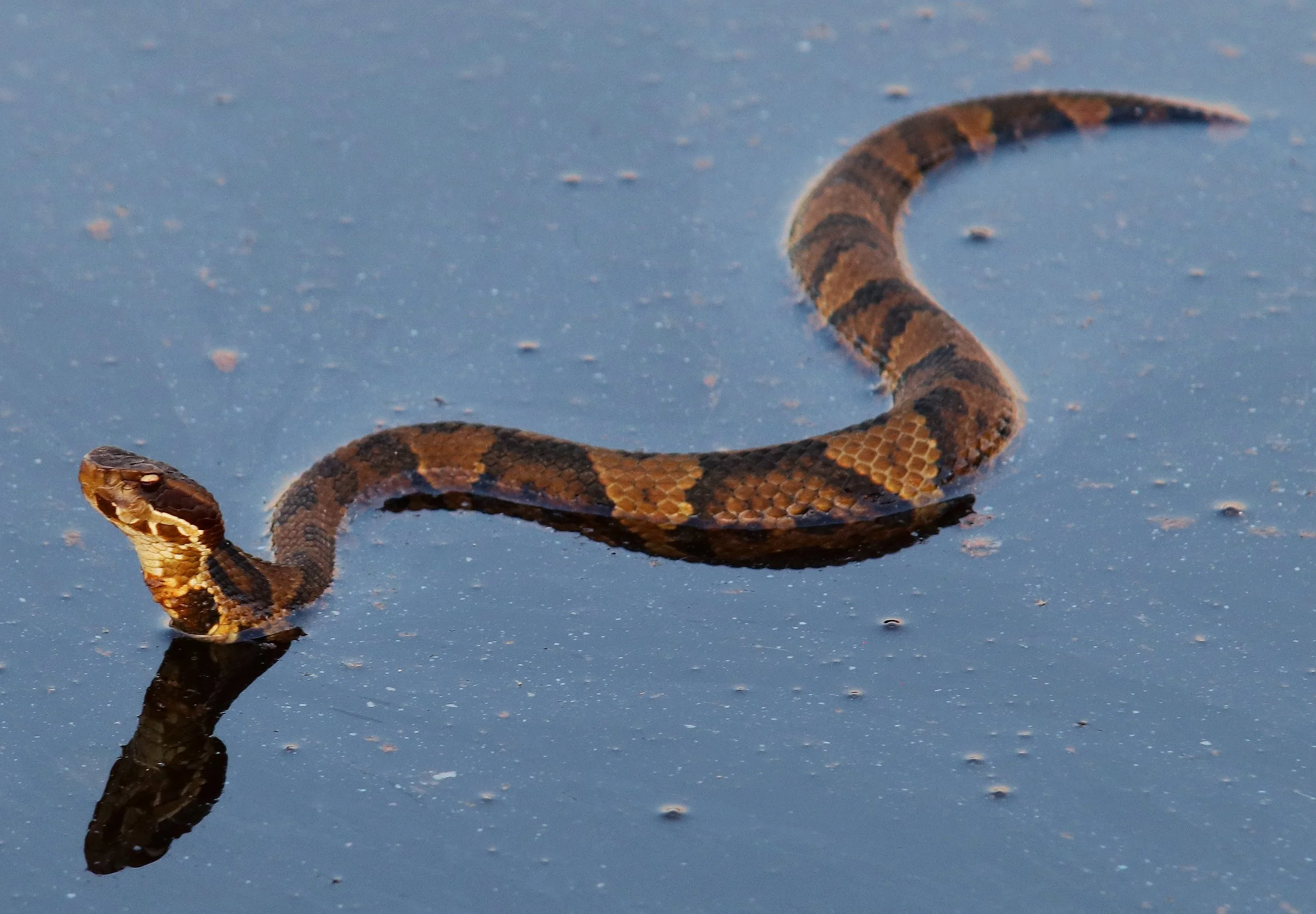 Northern Cottonmouth at Back Bay Wildlife Refuge