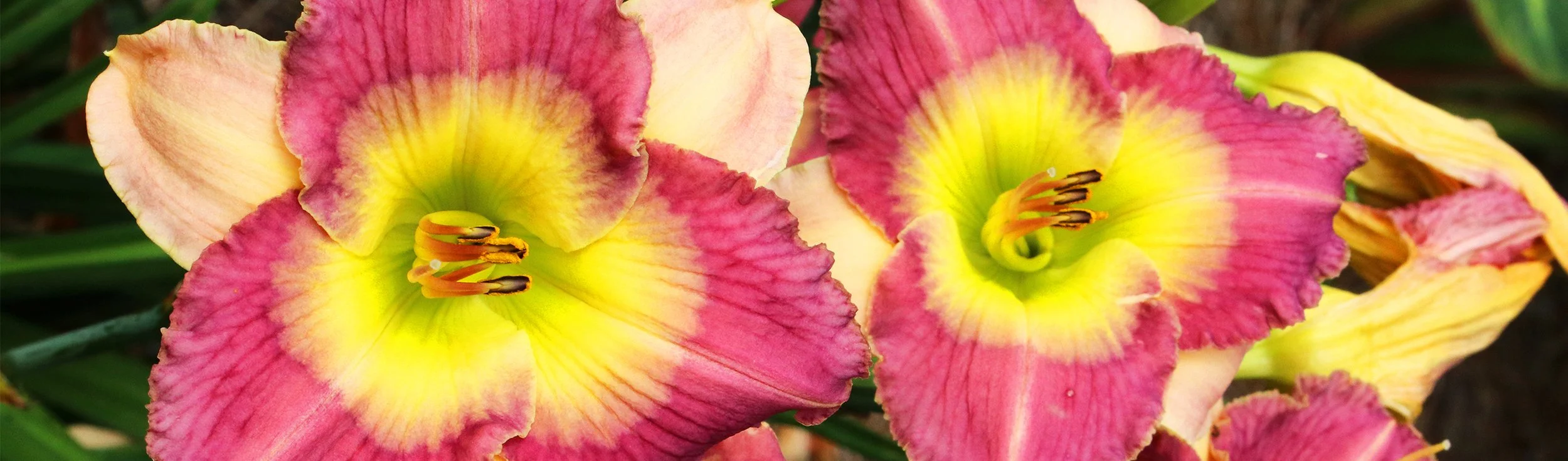 daylily 2.jpg