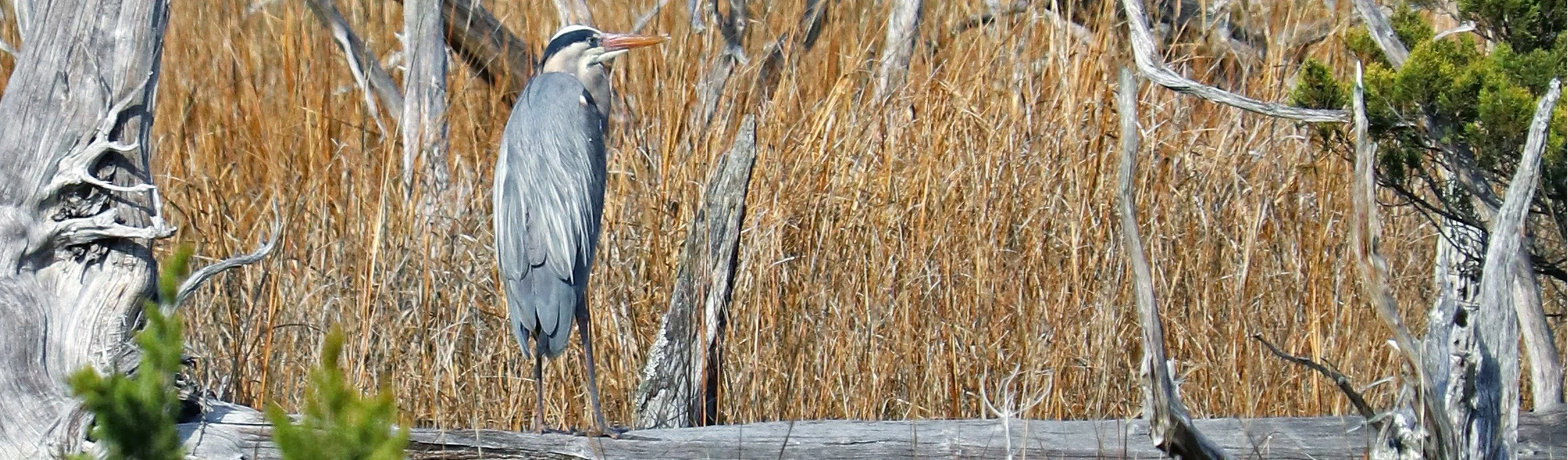 GBH 1.jpg