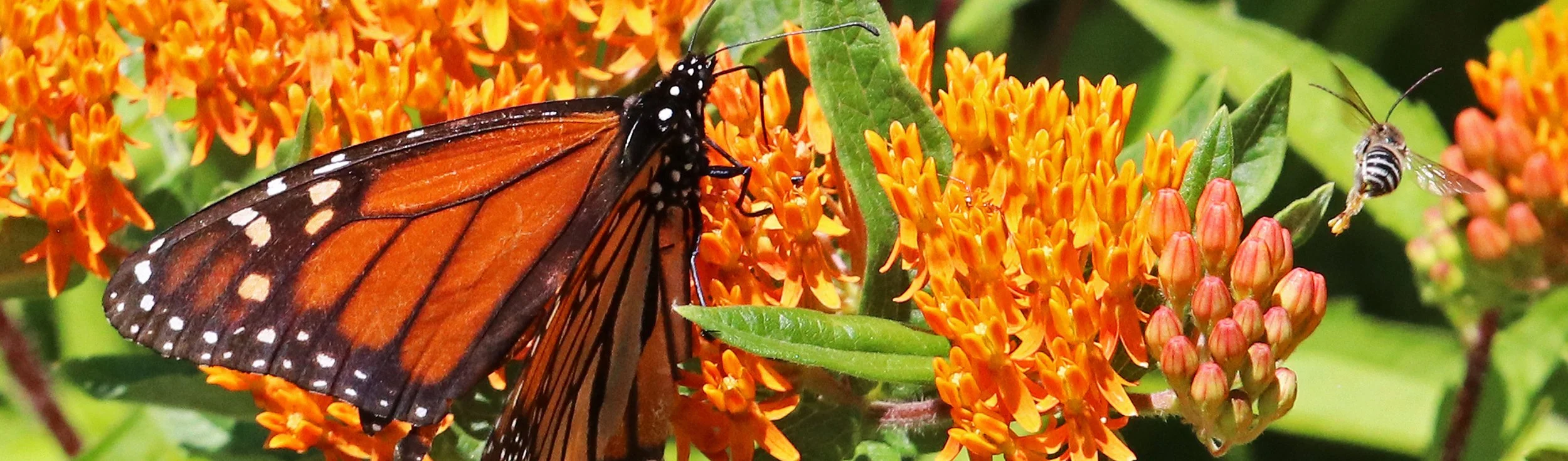 bee 2 monarch.jpg