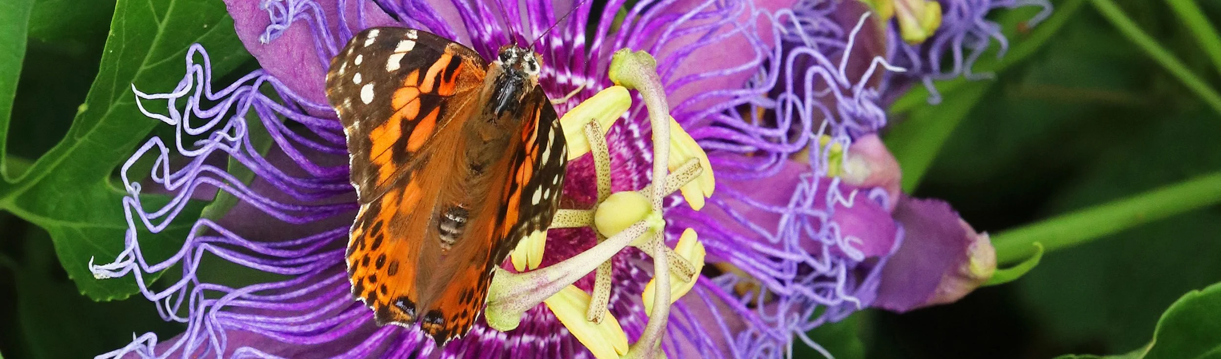 butterfly 3.jpg