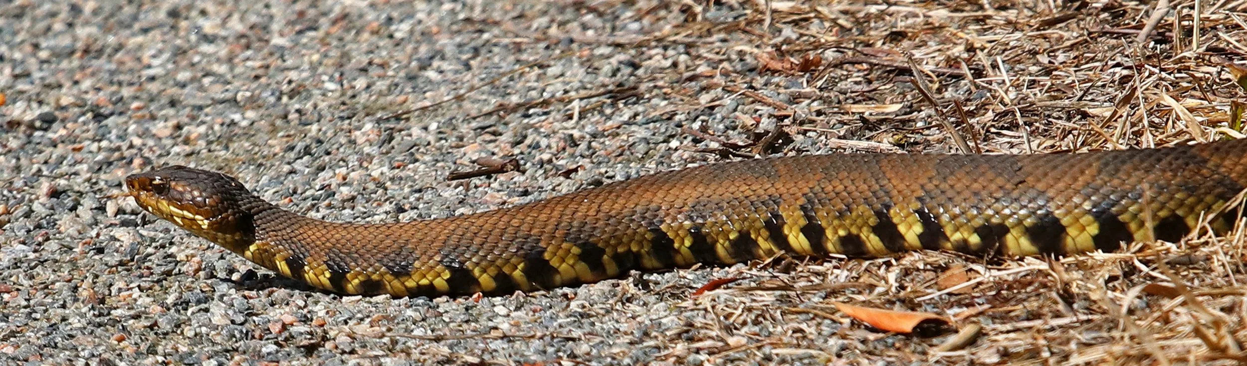 cottonmouth 1.jpg