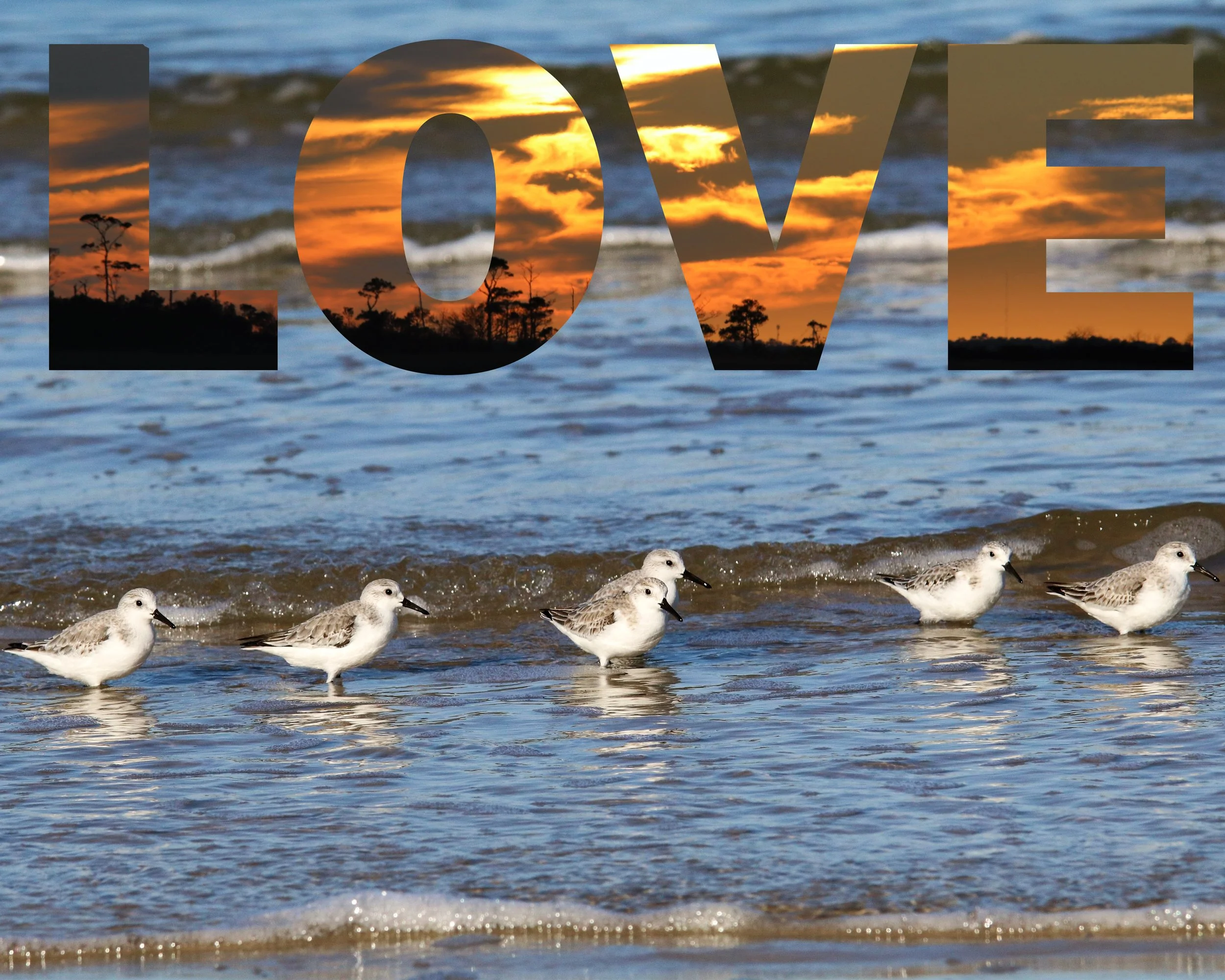 sanderling love 2 - Copy.jpg