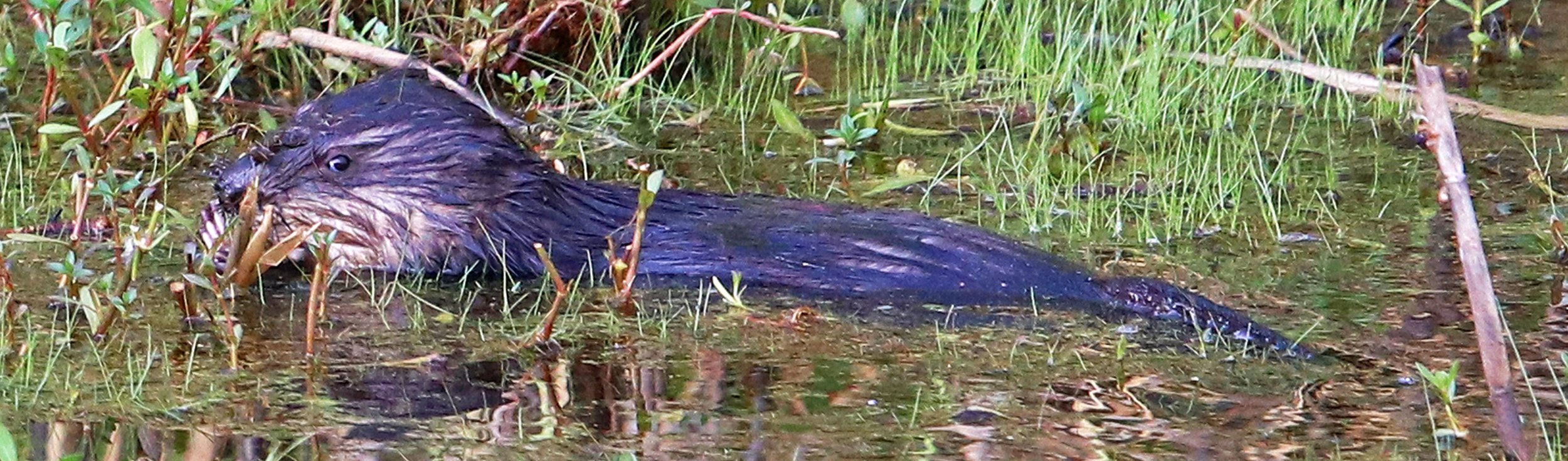 otter 3.jpg