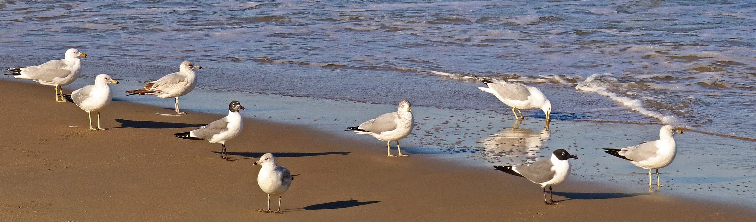 gulls 6.jpg