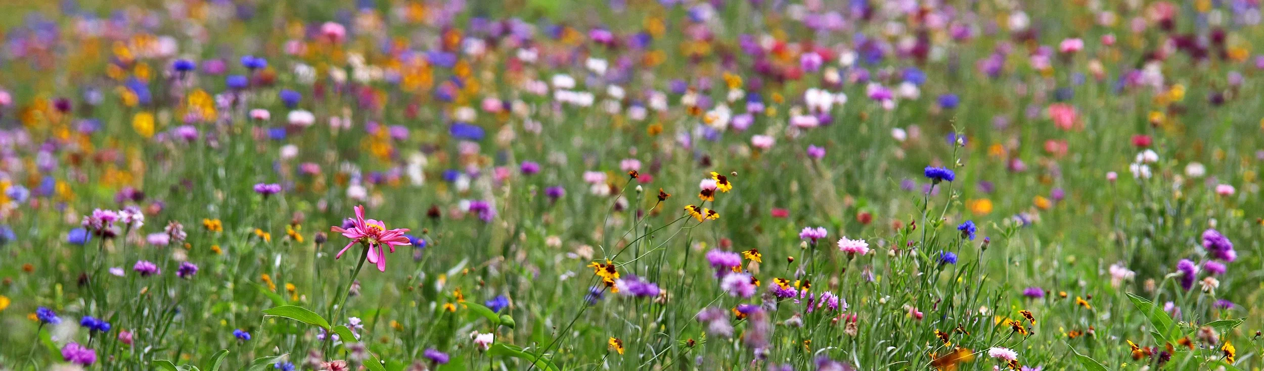 Flower field 1.jpg