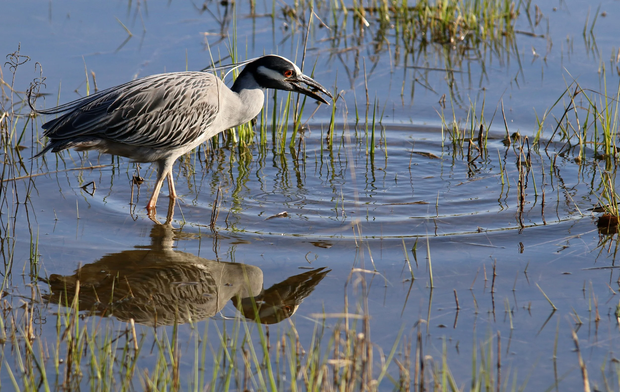 Yellow crowned night heron with crab in mouth reflected in water