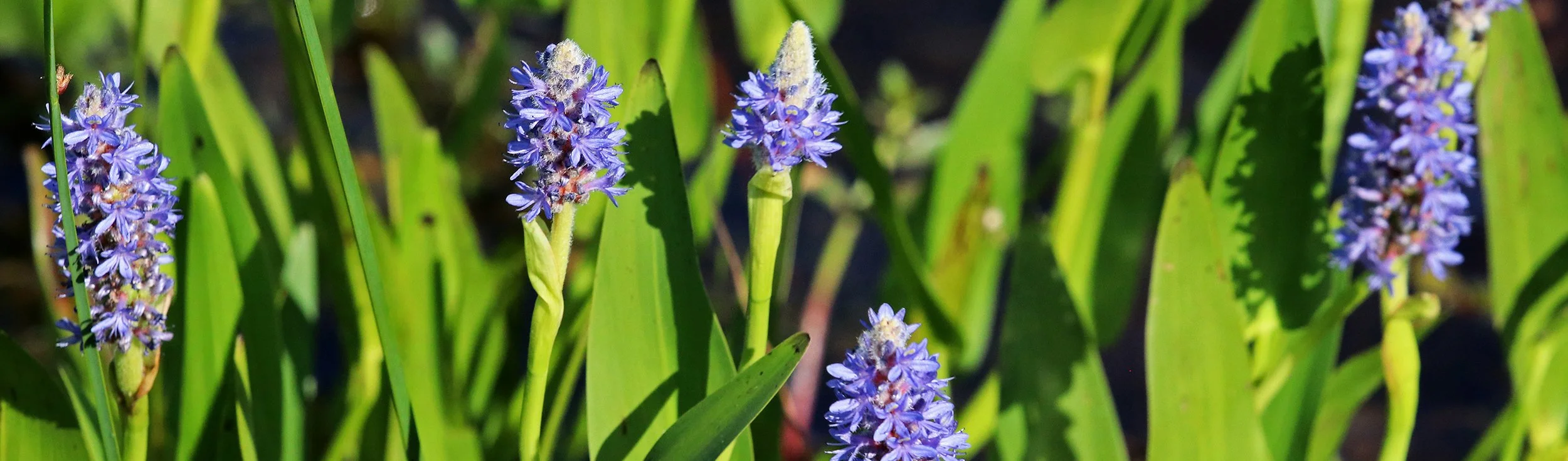 purple fluff flower 2.jpg