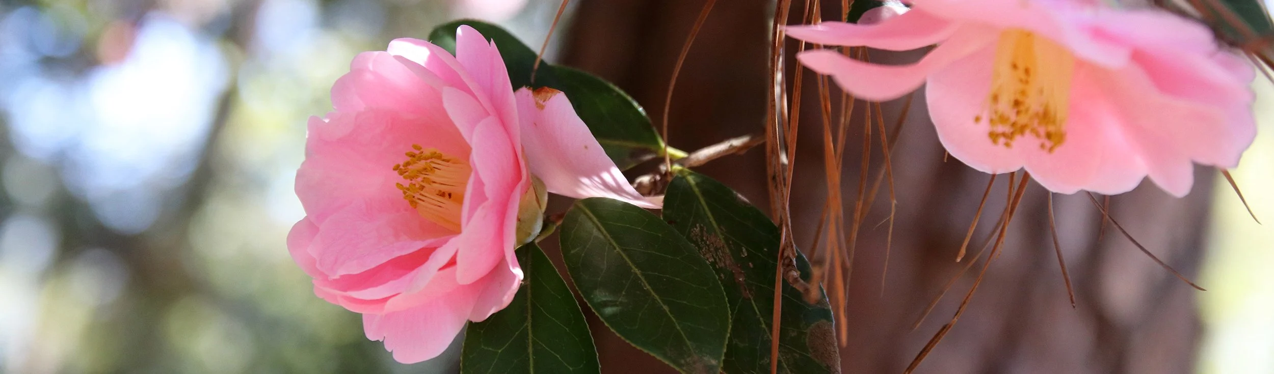 camellia 2.jpg