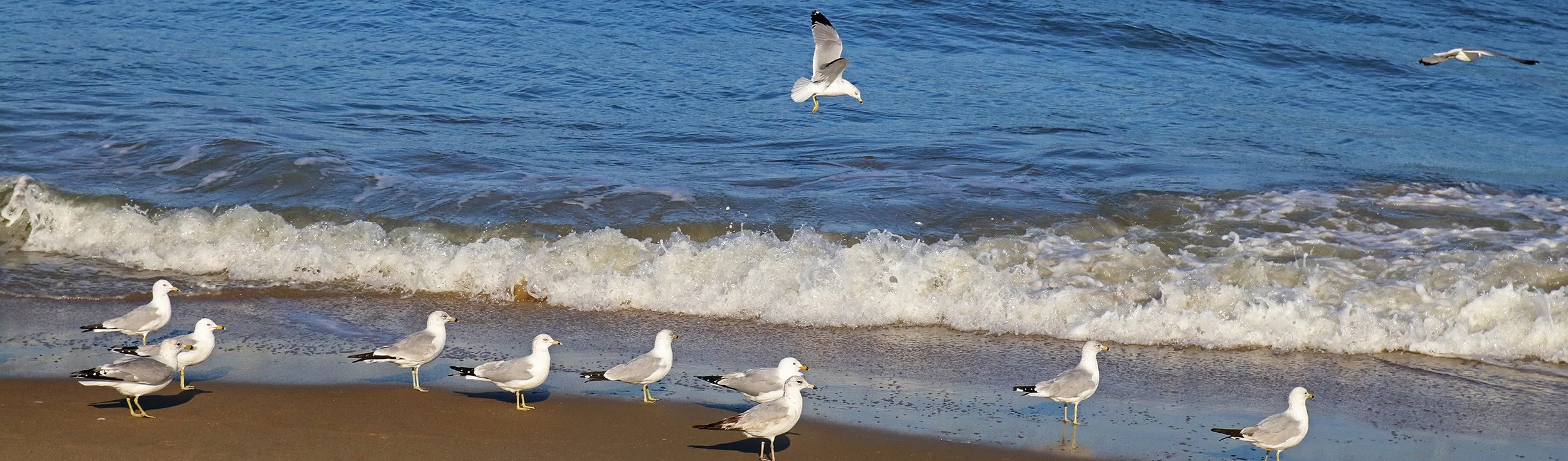 gulls 2.jpg