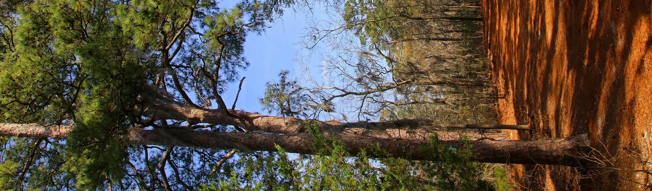 tall pine 2.jpg